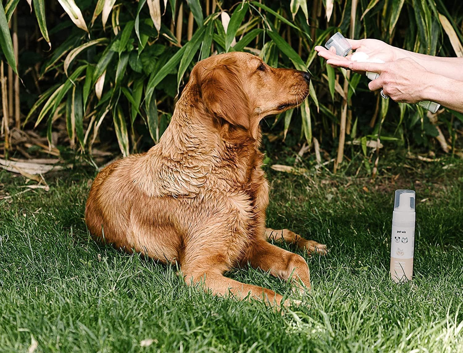 pet wiz Waterless Mousse Shampoo for Dogs - Coconut & Oat Scent | Nourishing & Deodorising | 200ml 3