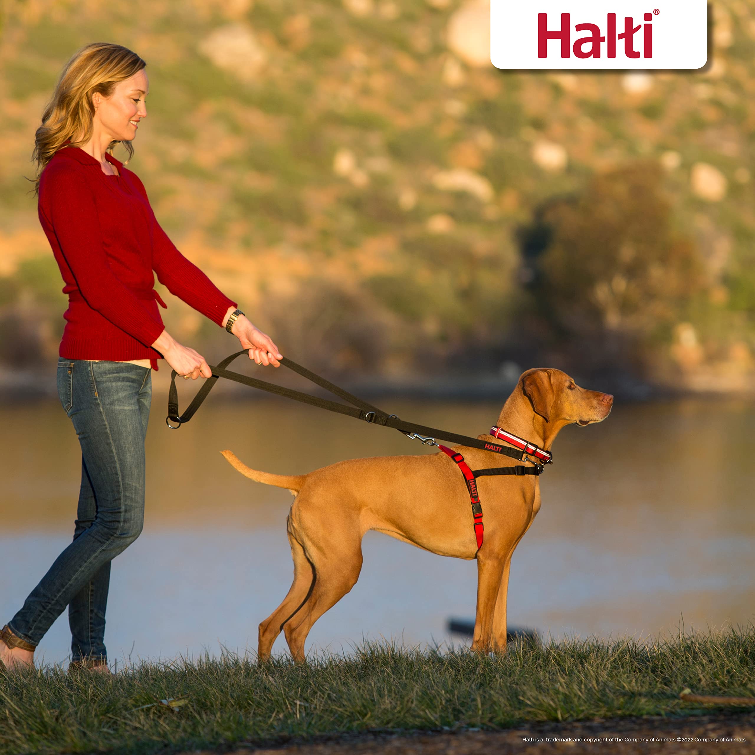 Halti Front Control Dog Harness - Stops Pulling | Medium Size | Neoprene Padding 5