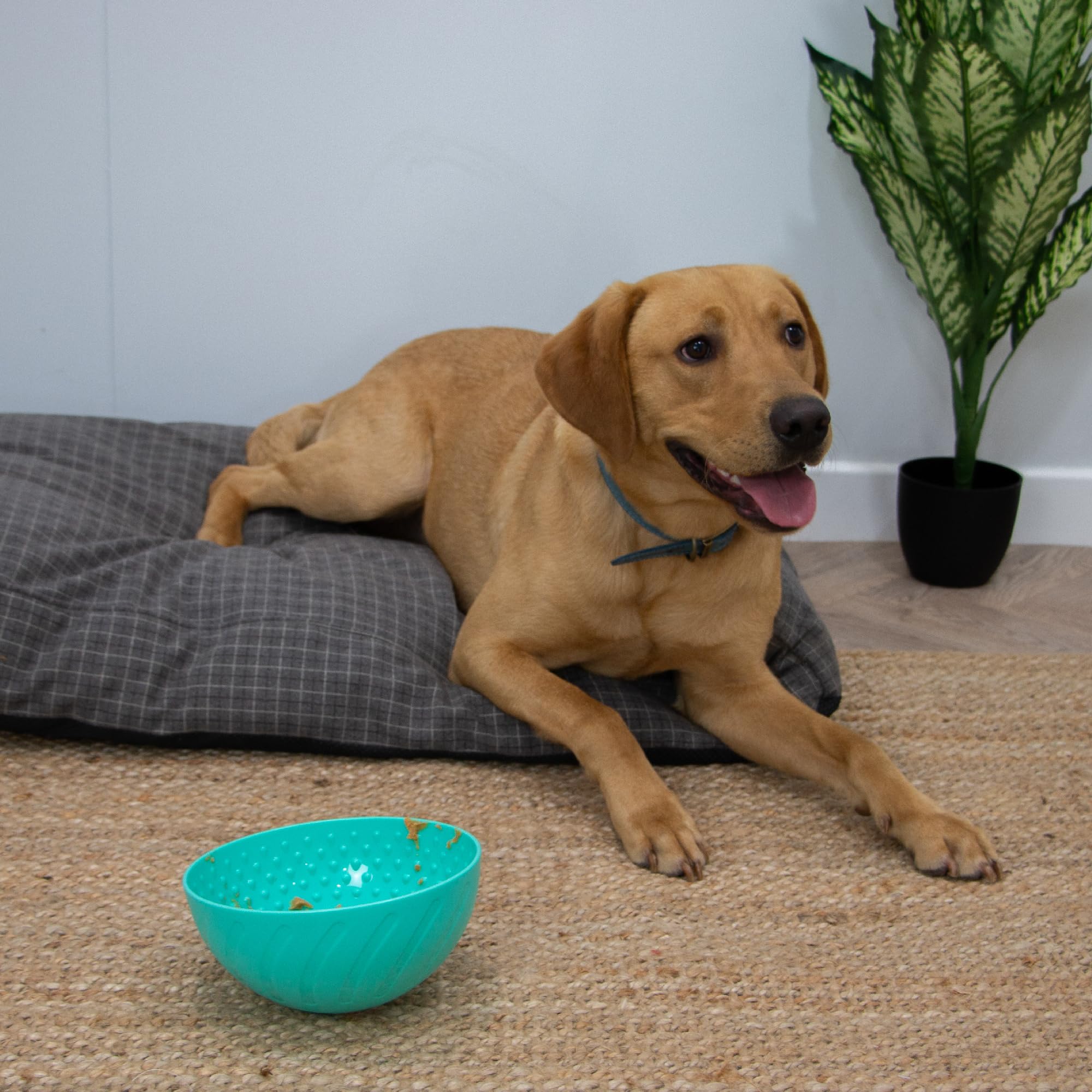 Ancol Örva Pet Enrichment Wobble Bowl - Interactive Slow Feeder for Dogs | Green | Durable 5