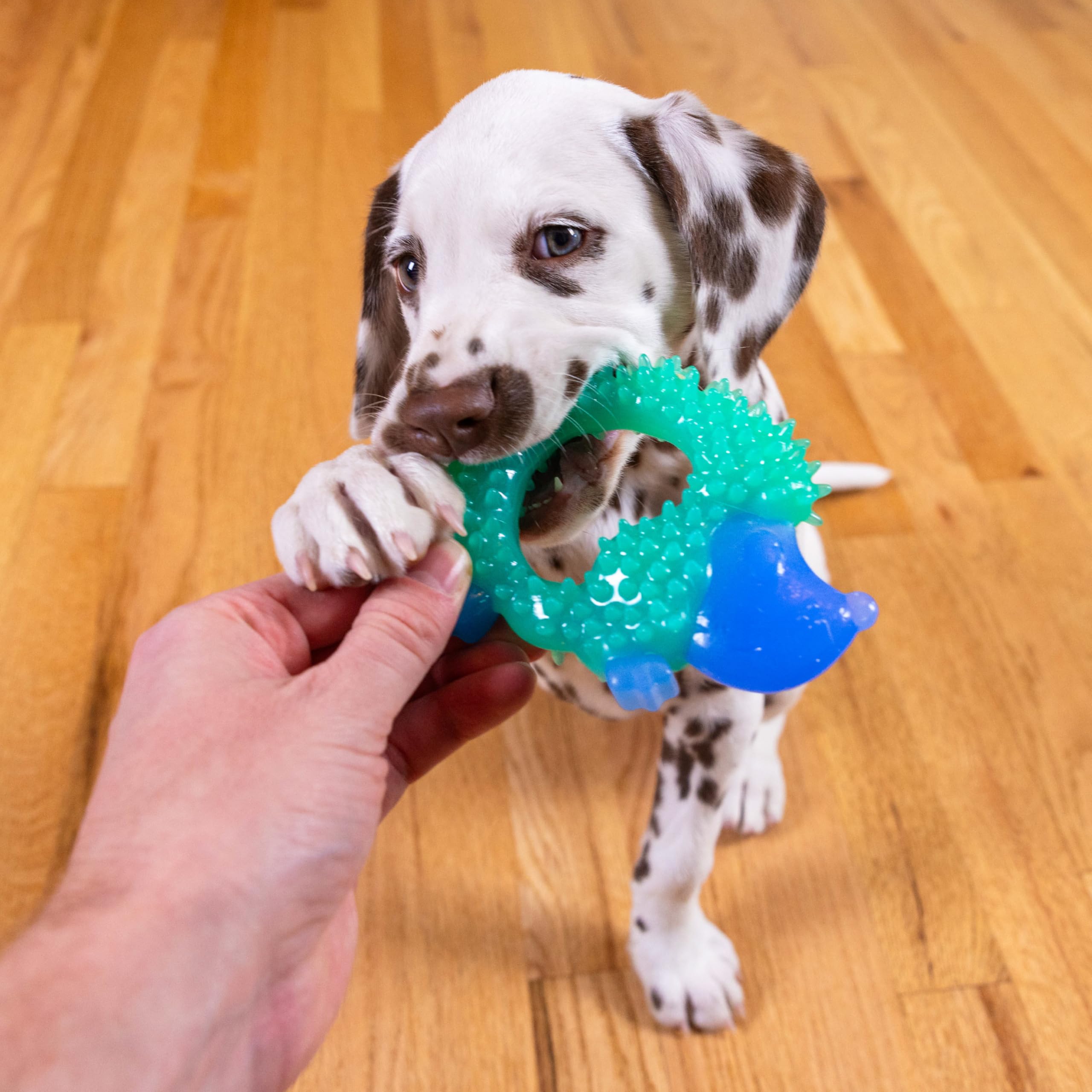 Pupstages Cutie Chewies Hedgehog Dog Chew Toy - Small Dog & Puppy Teething Aid | Bounces & Floats | Blue 7