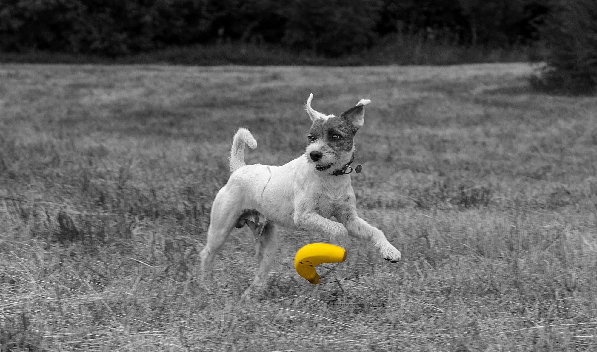 Petface Large Latex Banana Soft Chew Dog Toy | Durable | Squeaker Inside