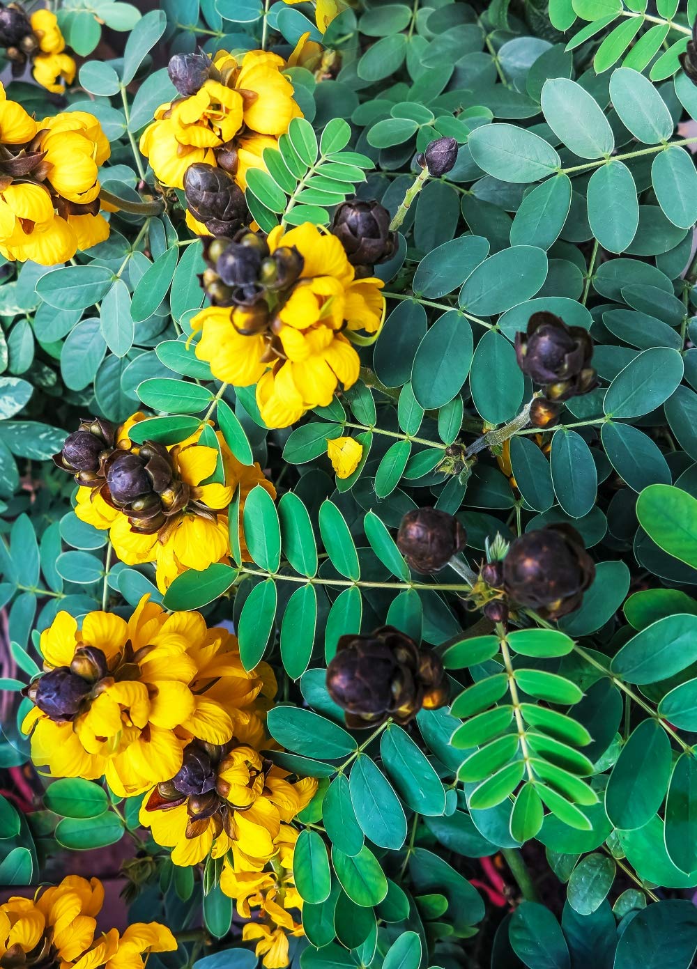 Health Embassy Senna Leaves Tea (Senna alexandrina) - 50 g Herbal Infusion 5