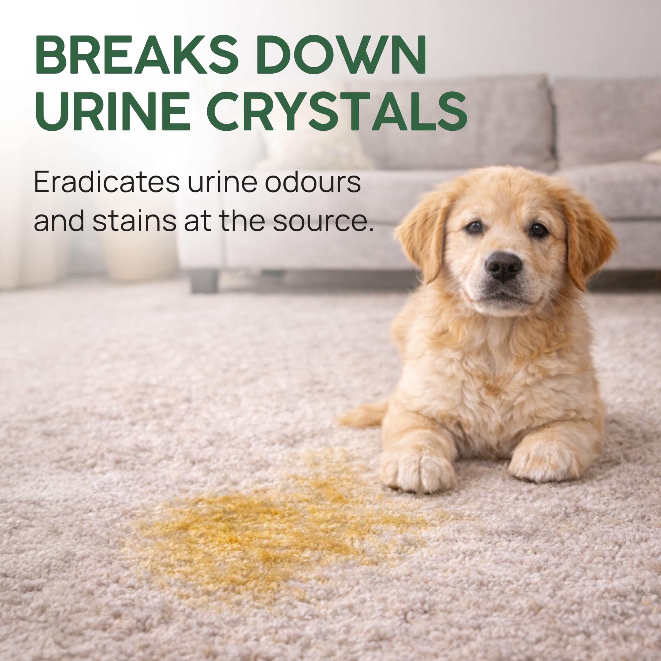 Cleanzyme Urine Stain Remover - Enzyme Cleaner for Pet & Human Urine | 500 ml 4