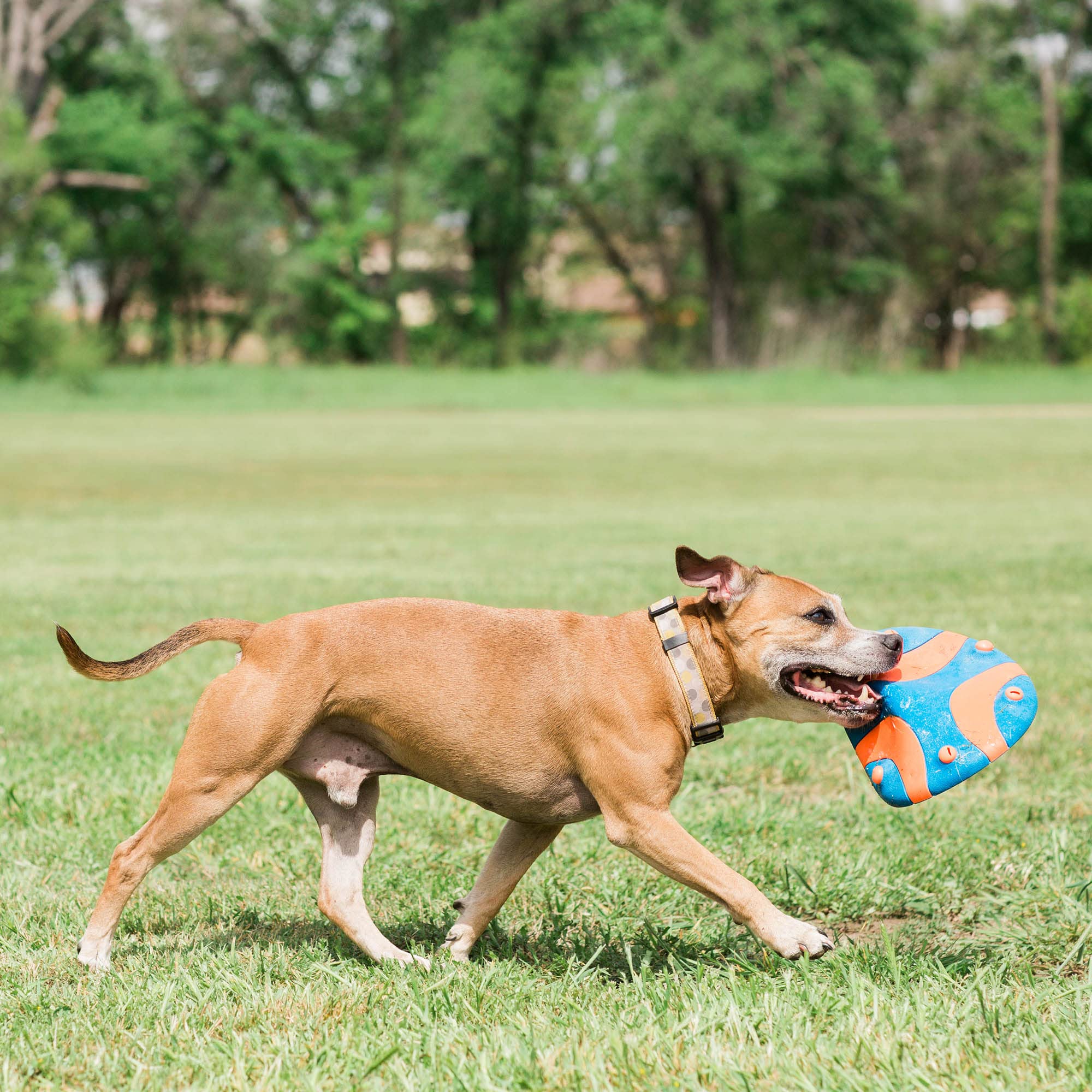 Chuckit! WHISTLE FLYER - High Visibility Multi-Color Dog Frisbee | Durable Rubber | Lightweight 6