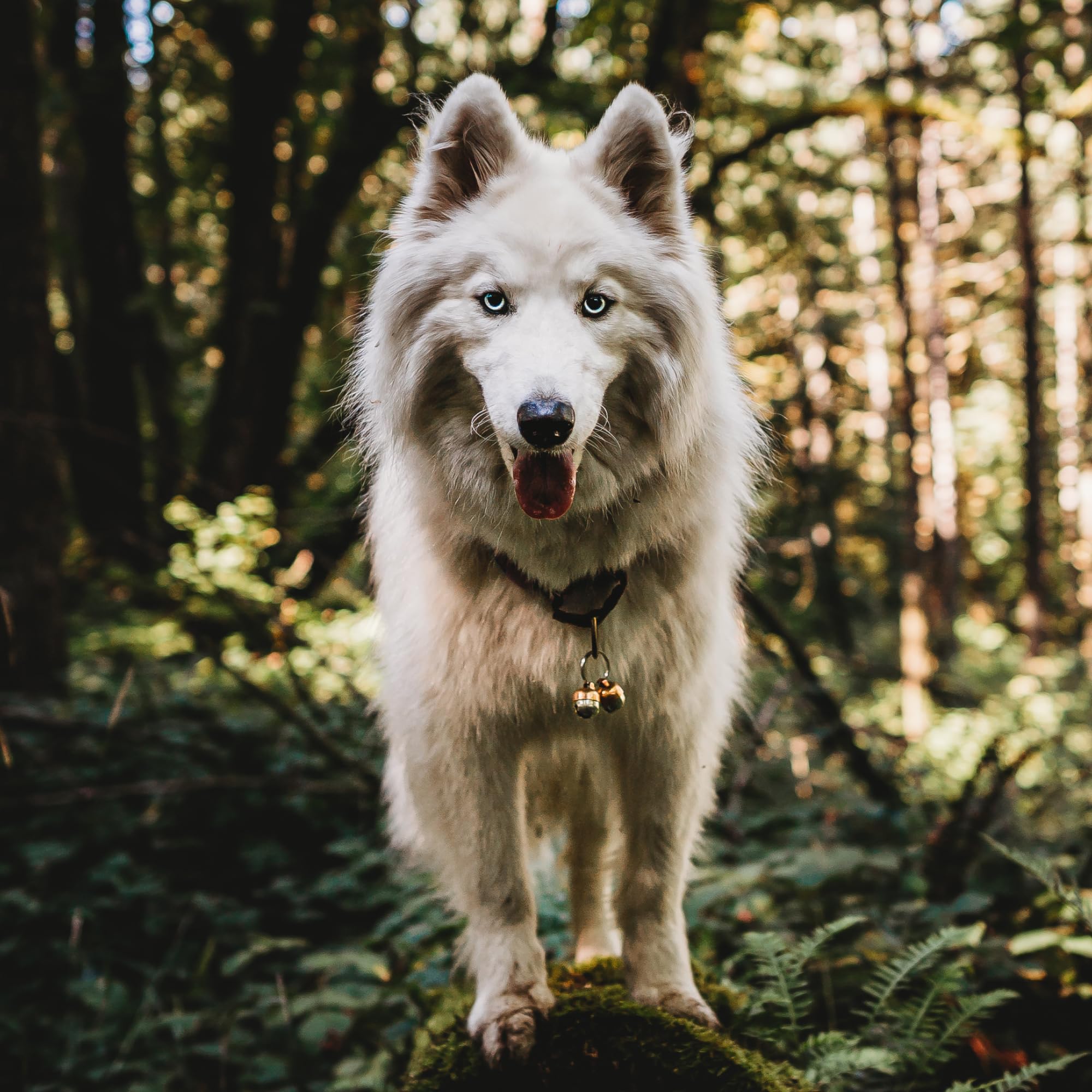 Beau's Bells Copper Pet Bells - 2 Extra Loud Bells | Tracker | Wildlife Protection 7