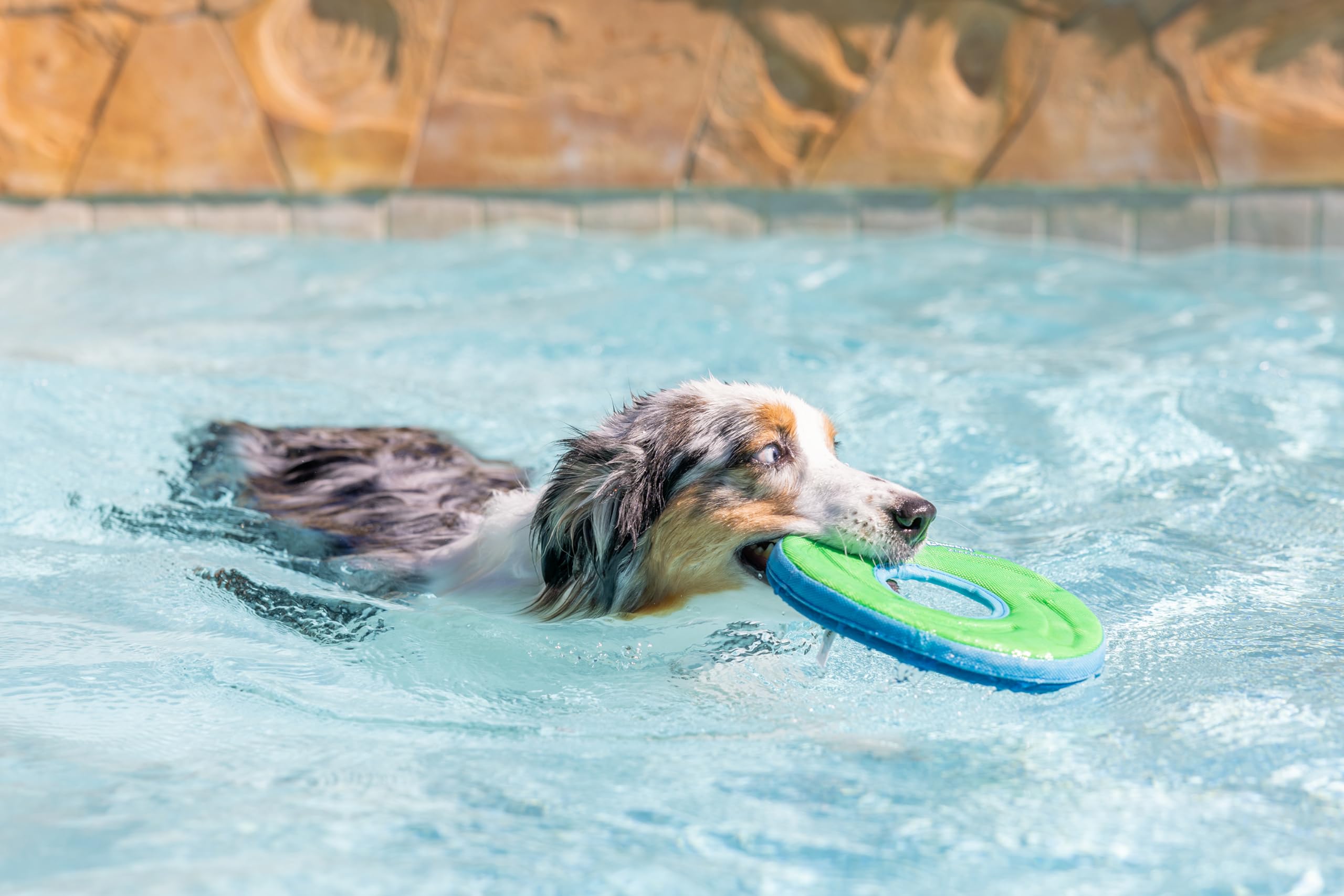 Chuckit! Zipflight Floating Frisbee Dog Toy, Medium, Assorted Colors 6