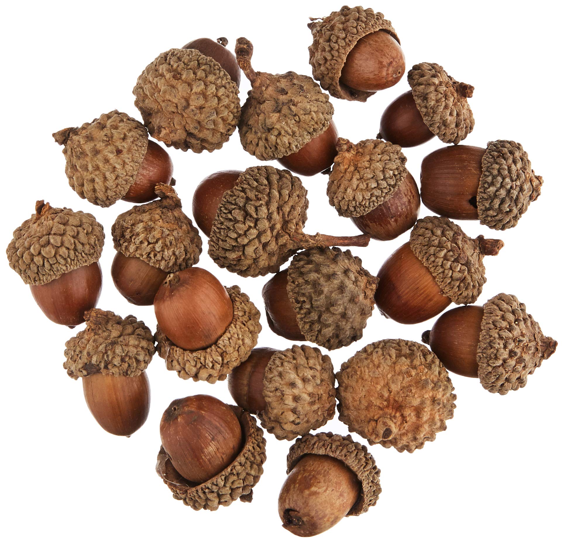 Baker Ross Natural Acorns Value Pack (50 Count) - Real Wood Crafts for Kids & Adults