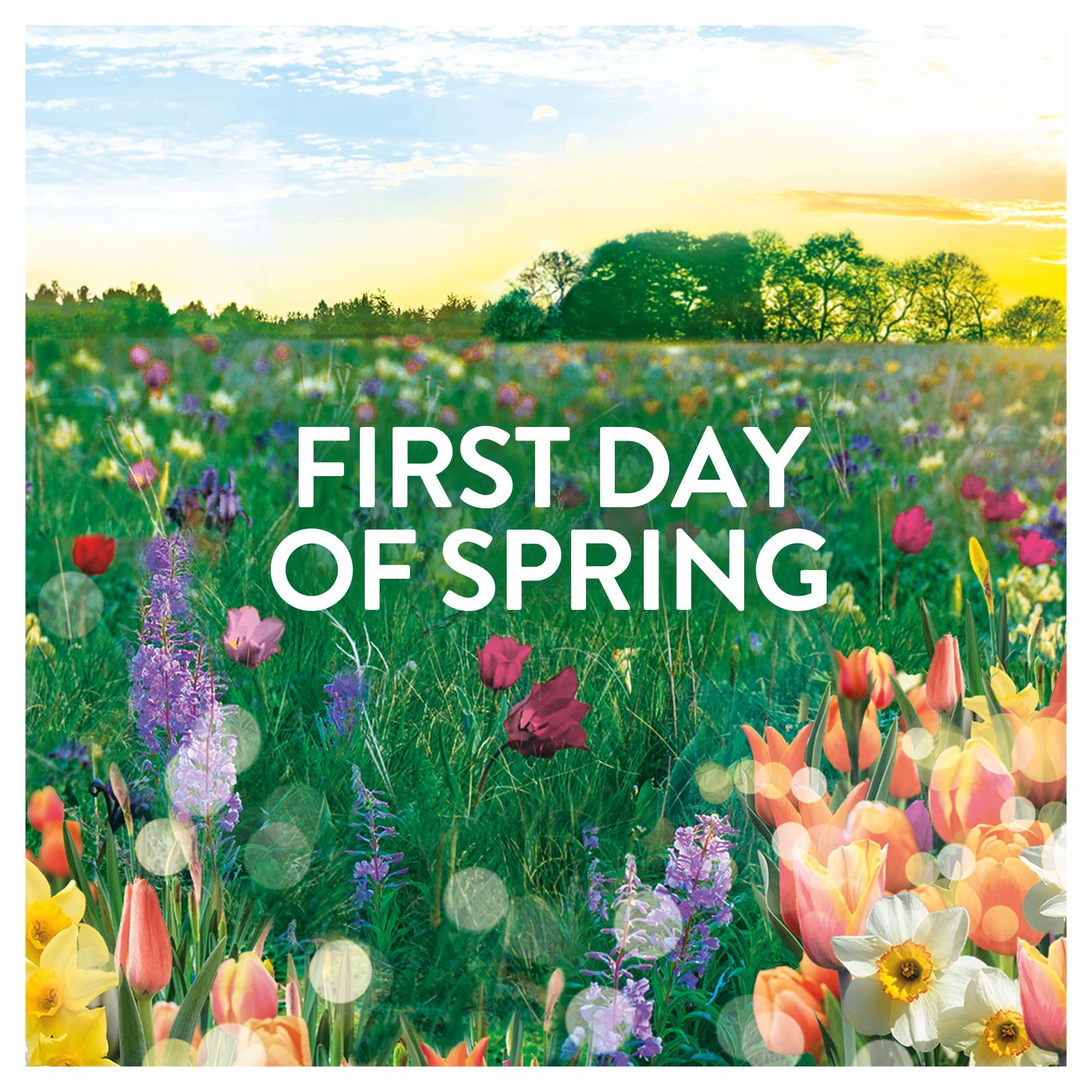 Lenor In-wash Scent Booster - First Day of Spring Floral Scent | 495g Beads 4