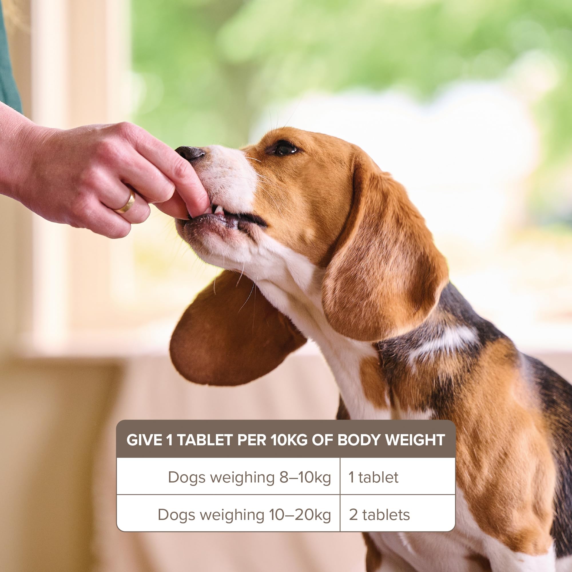 Beaphar Easy One Dose Worming Tablets for Medium & Large Dogs | Kills All Common Intestinal Worms | Nitroscanate 4