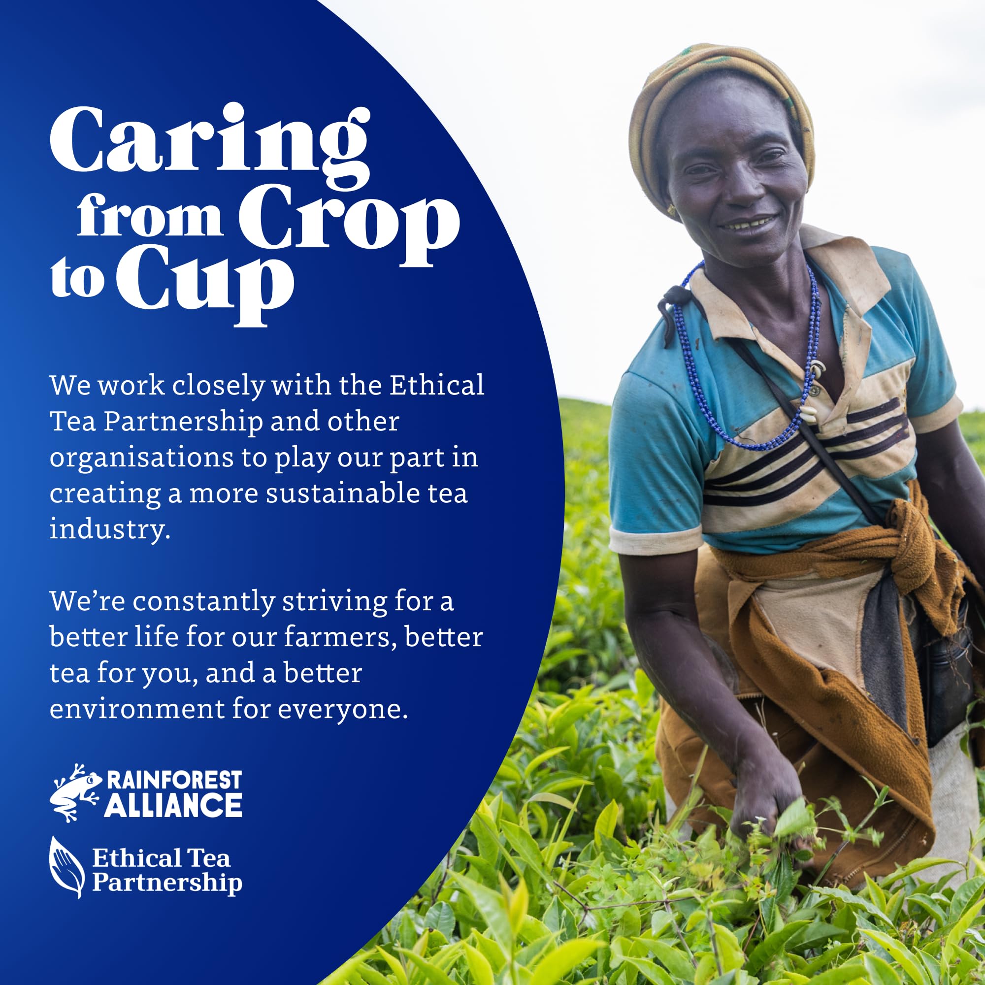 Tetley Pure Green Tea Bags - Naturally Smooth & Refreshing - Rainforest Alliance Certified - 150 Teabags (6x25) 7