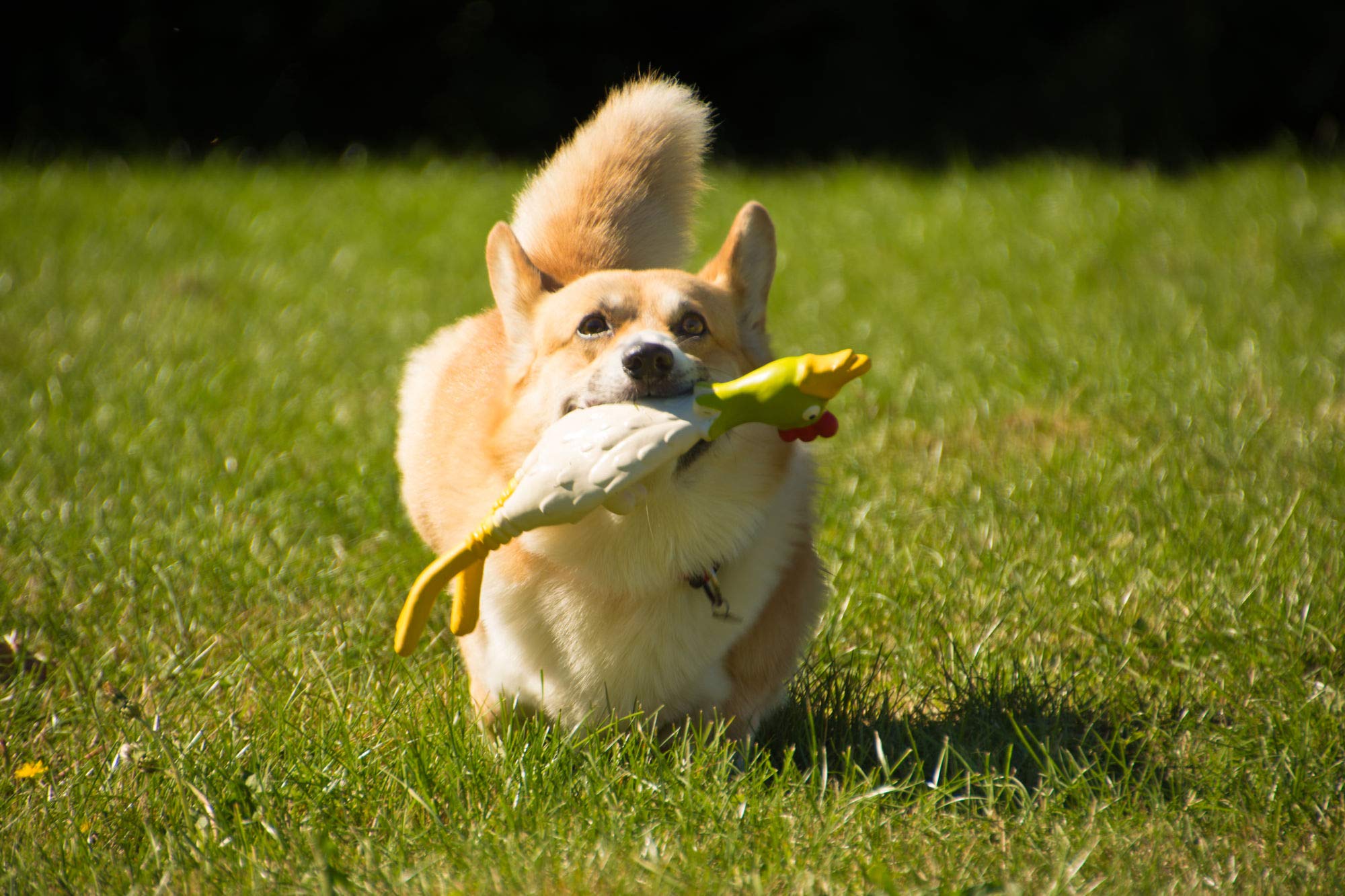 Petface Large Latex Chew Toy - Chicken Flavor | Durable & Squeaky | Natural Rubber 4