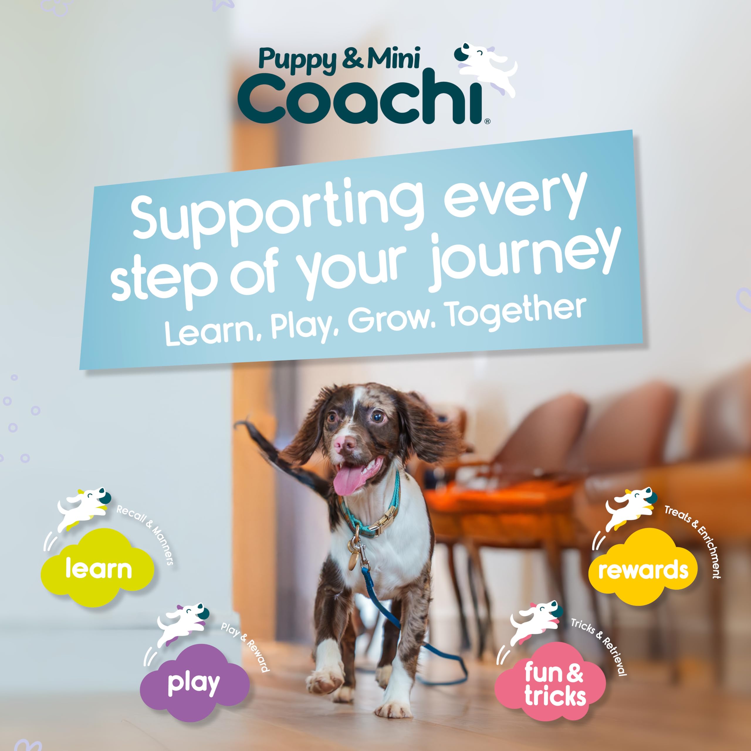 Coachi Puppy & Mini Tuggi Tug - Strong Fabric Tug Toy for Training & Play | Teal & Mint 6