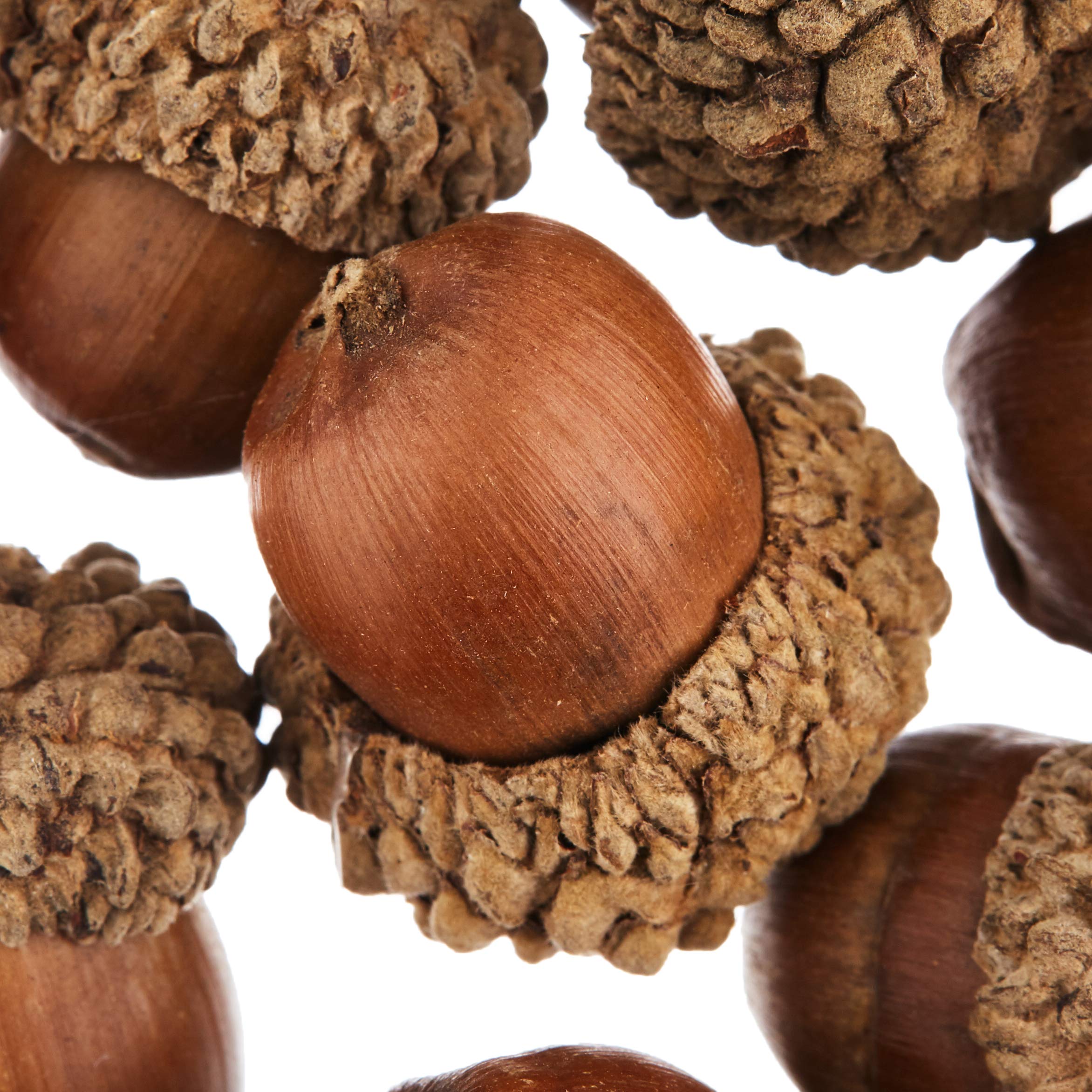 Baker Ross Natural Acorns Value Pack (50 Count) - Real Wood Crafts for Kids & Adults