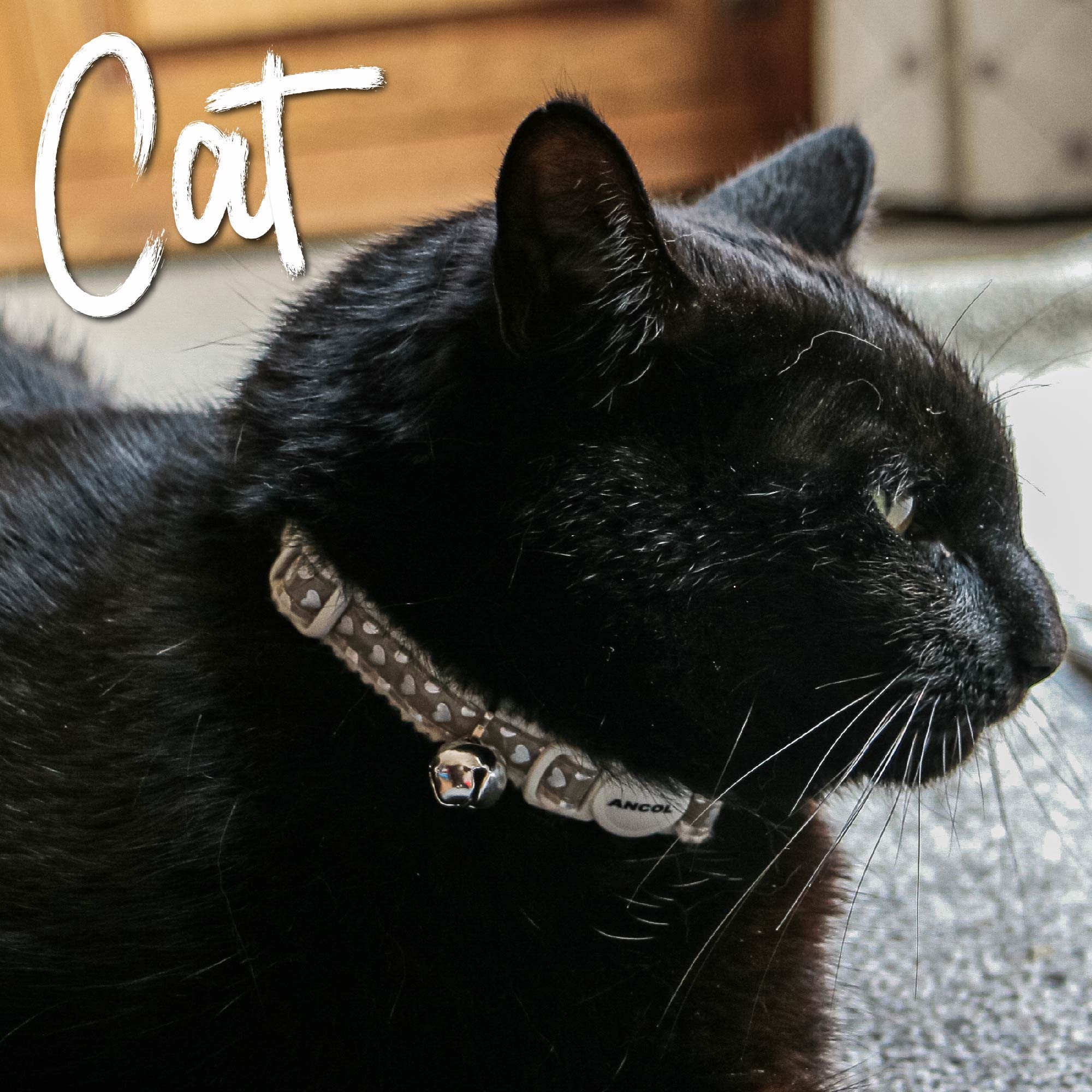 Ancol Reflective Gloss Hearts Safety Cat Collar - Silver | Break-away Buckle | Warning Bell 4