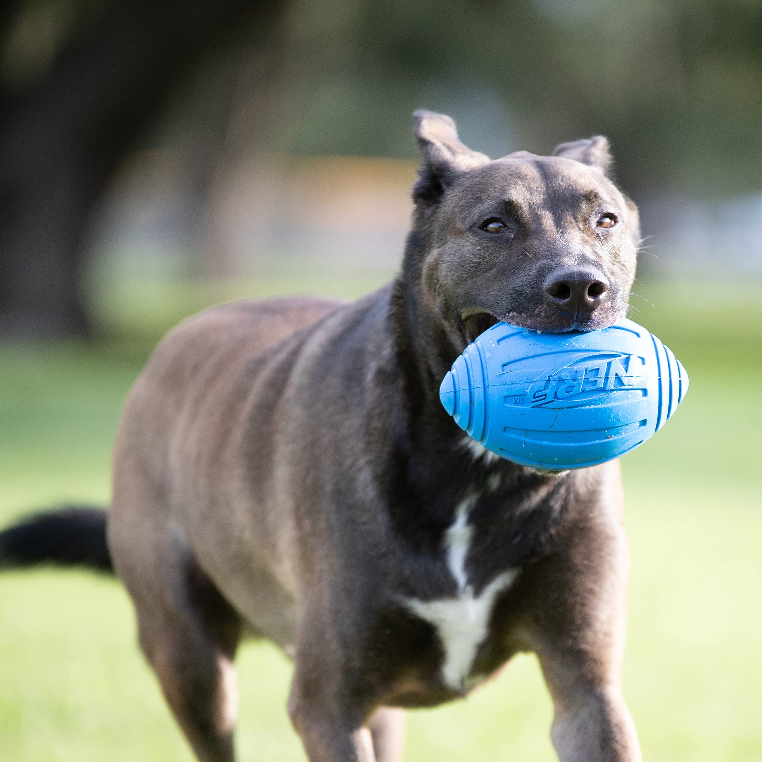 Nerf Dog Ridged Squeaker Football - Durable Rubber, Easy Grip, Water-Resistant | 7-Inch 2