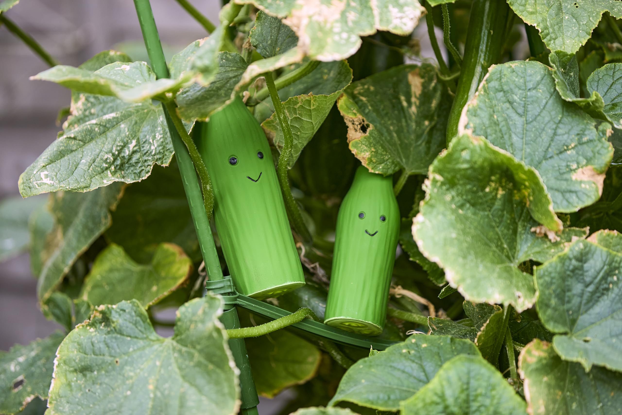 Petface Foodie Faces Cucumber Latex Dog Toy - Large | Squeaker | Natural Rubber 5