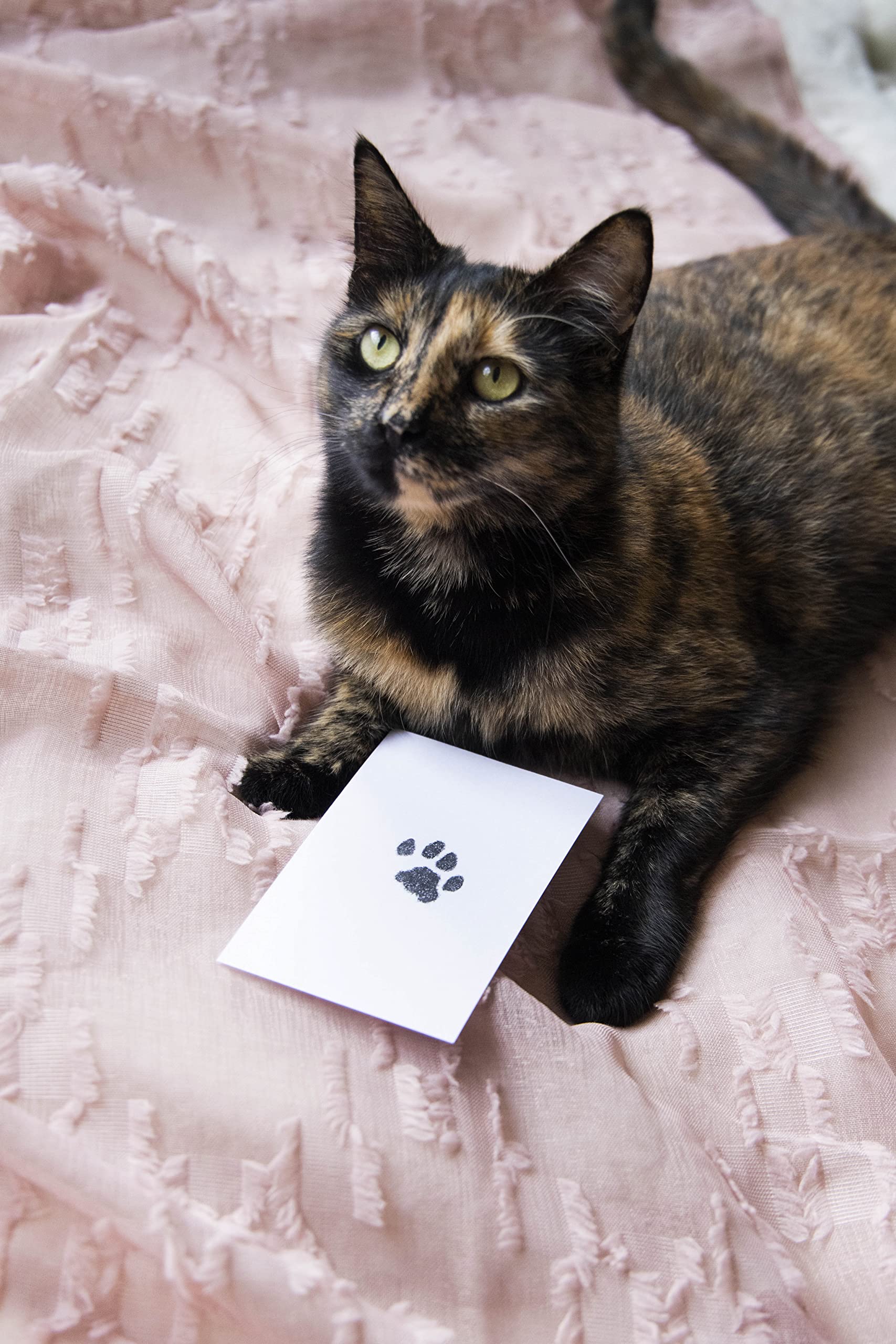 Pearhead Paw Print Clean-Touch Ink Pad Kit - Mess Free, 2-Pack for Dogs & Cats | Non-Toxic Black Ink 8