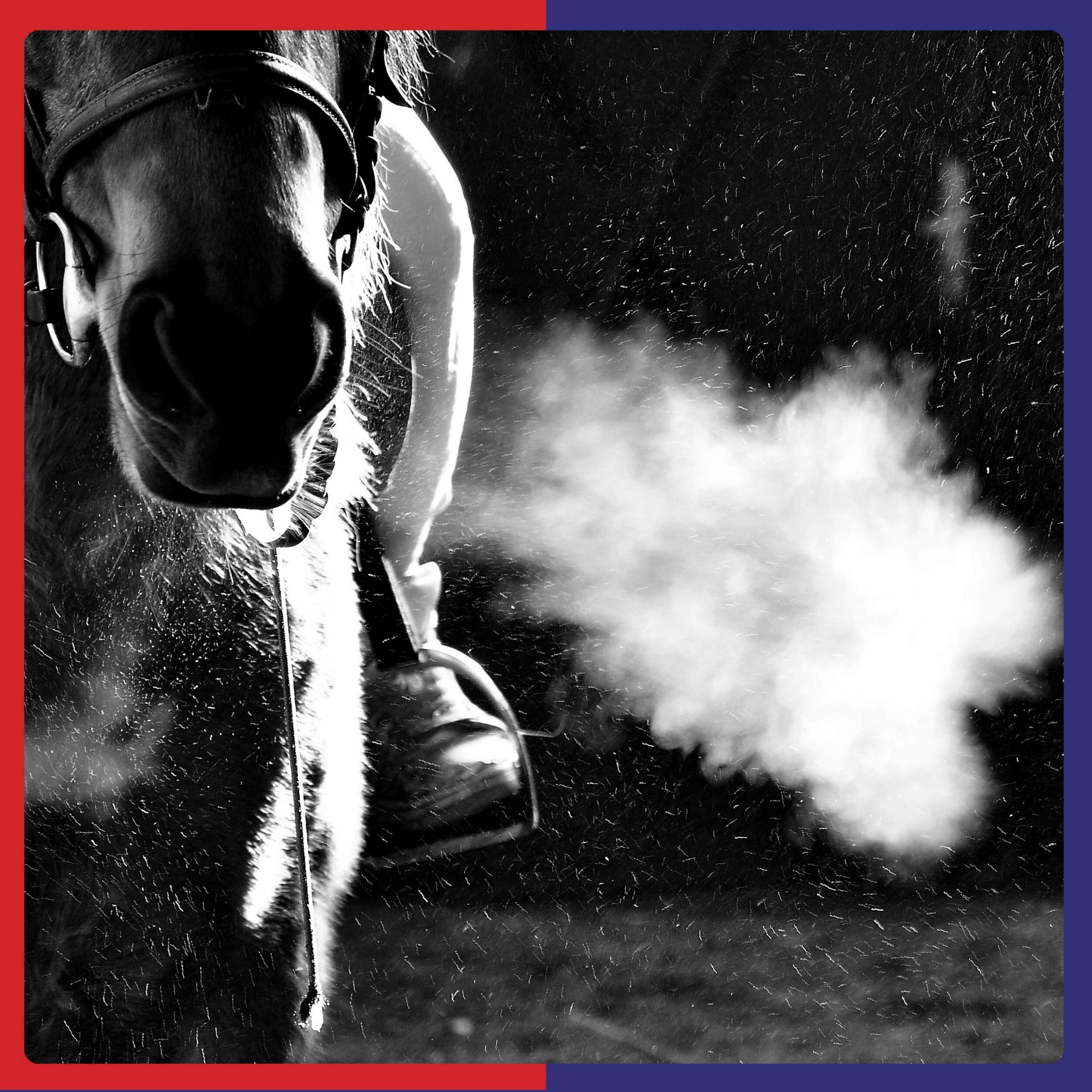 Equine America Airways Xtra Strength Premium Supplement for Horses & Ponies | 500 g 6