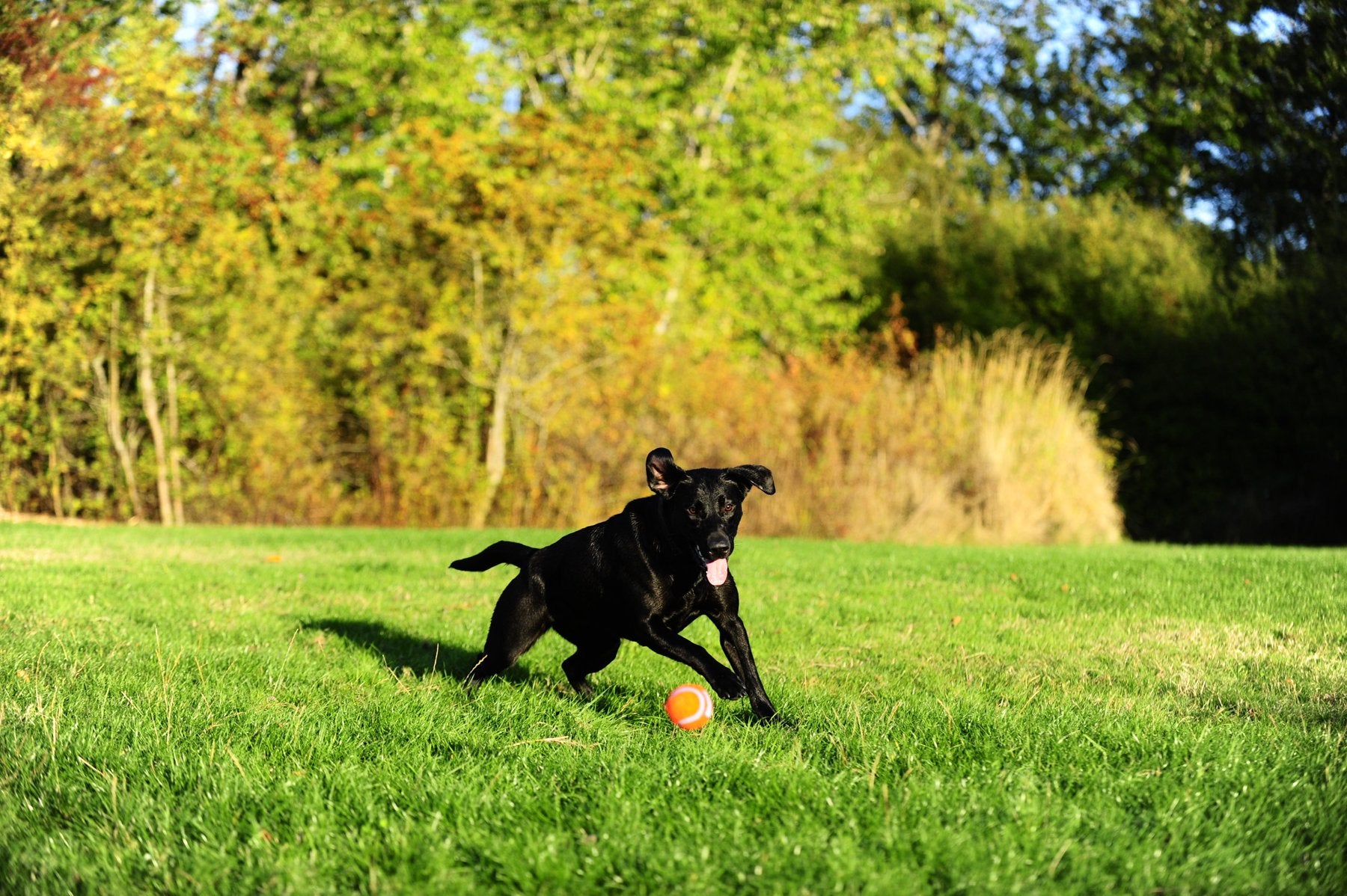 Chuckit! Tennis Dog Balls - Medium, High Bounce, Floating, Non-Abrasive Felt - 2 Pack 2