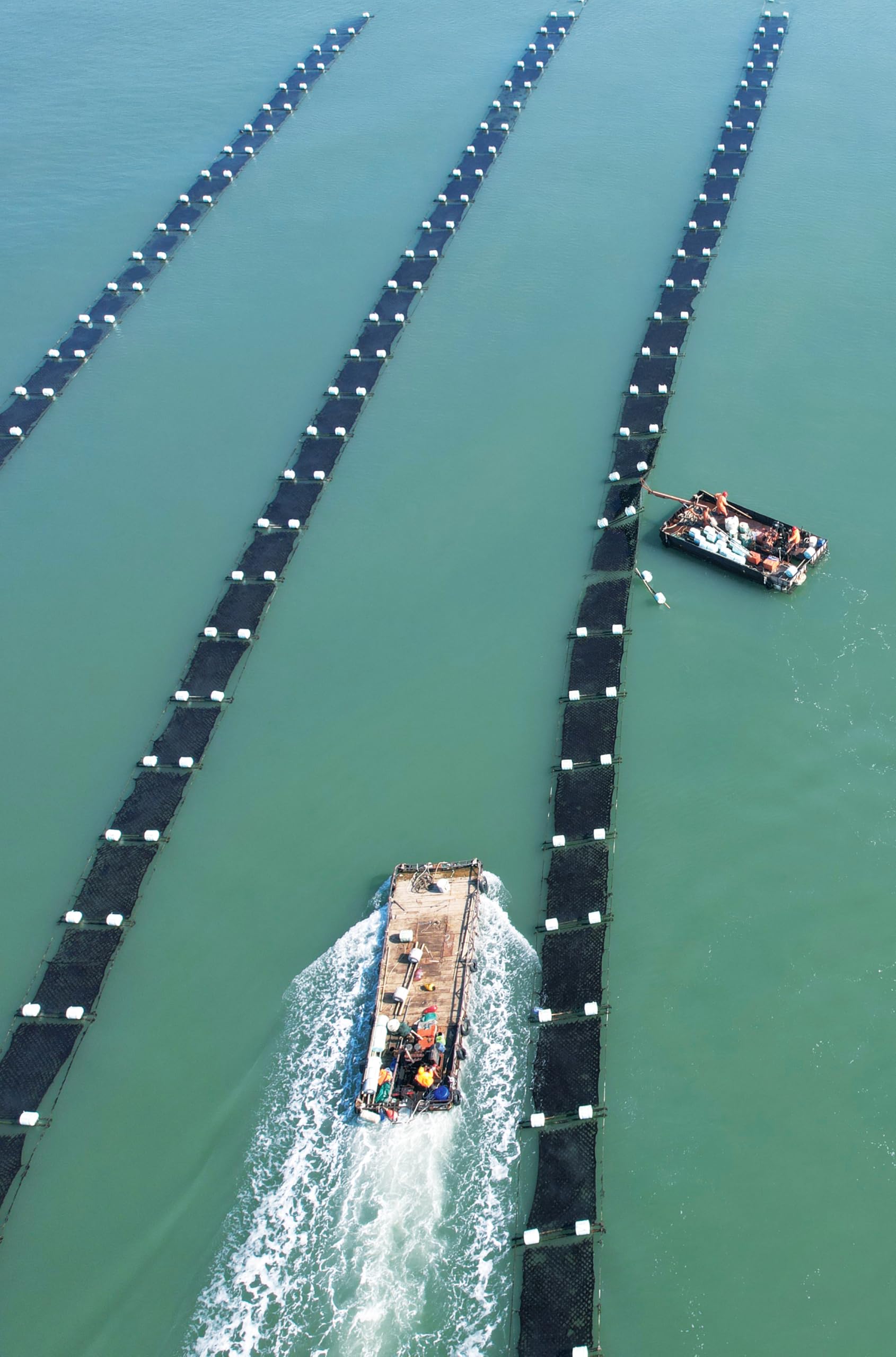 Emma Basic Algen-Sushi-Nori, 40 ganze Blätter – Jung &amp; Knusprig, Proteinreich, Ballaststoffreich 4