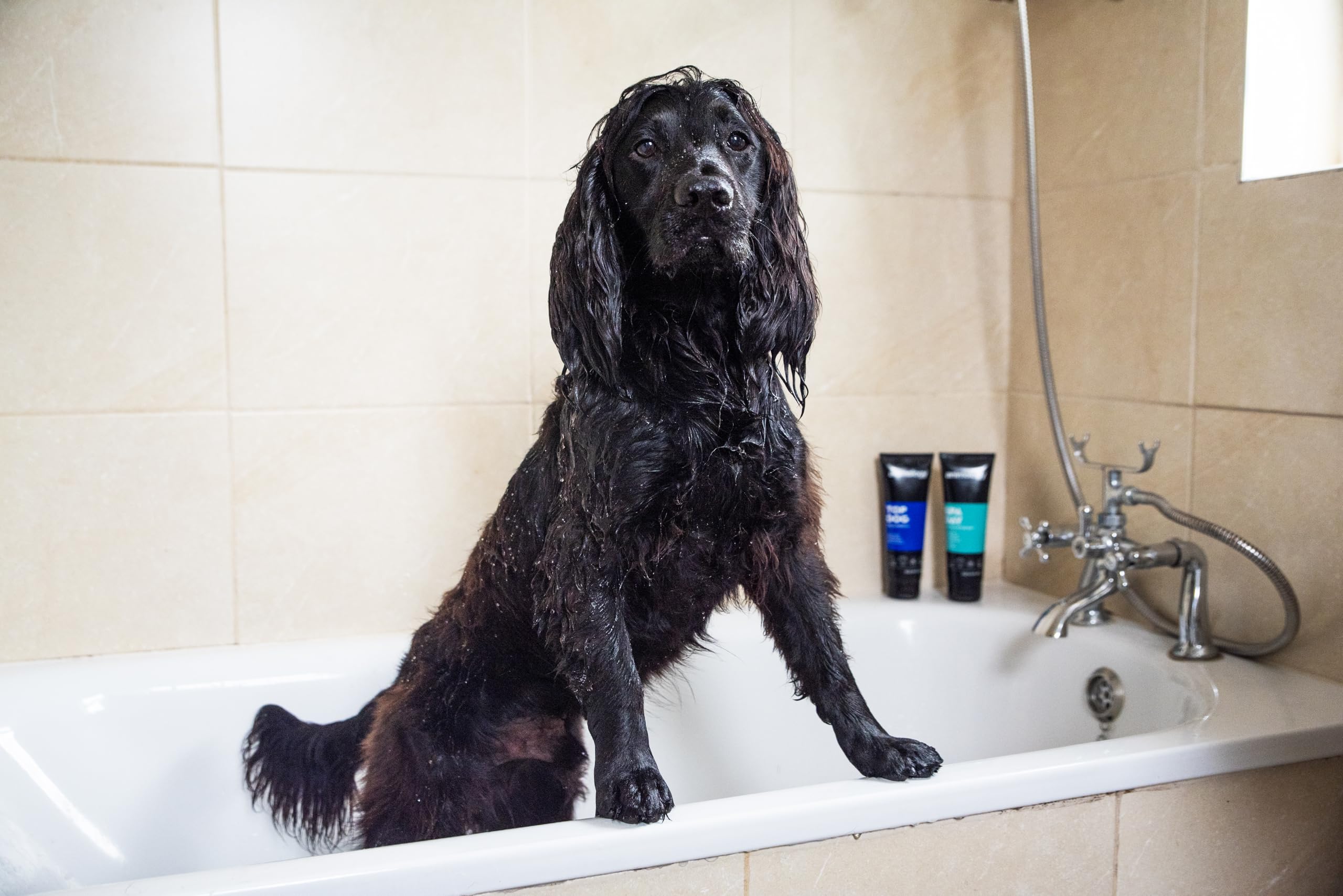 Animology Spa Day Dog Shampoo - 250ml | PH Balanced | Deodorising | Easy Rinse 4