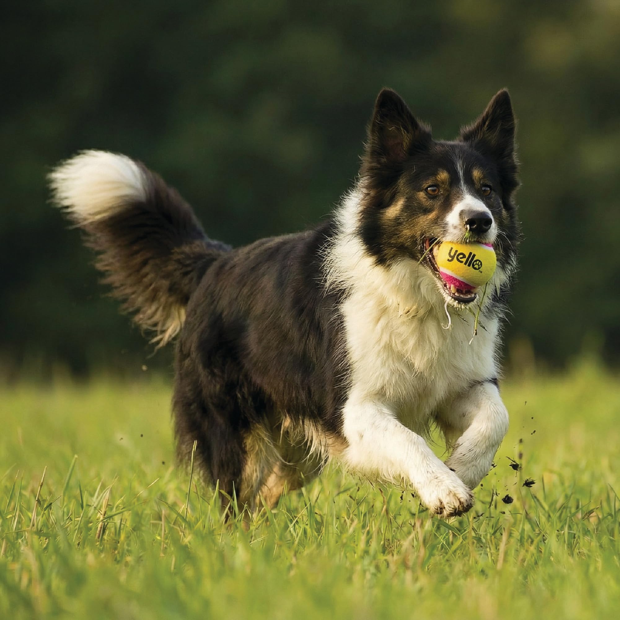 Yello 3 Pack Dog Tennis Balls - Interactive Fetch & Play | All Breed Sizes 3