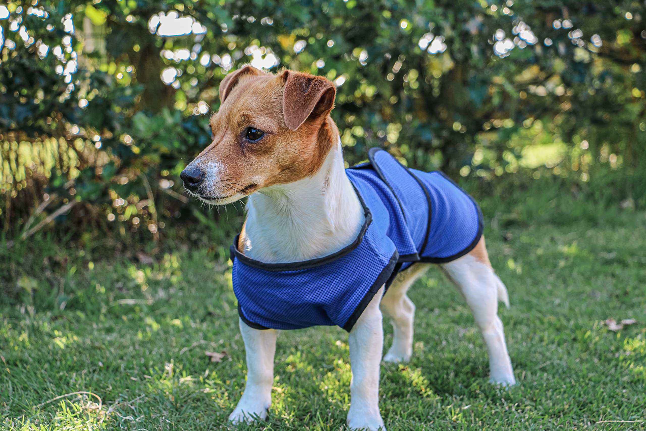 Ancol Cooling Dog Vest Coat - Red | XXL Size | Polyester & Cotton 2