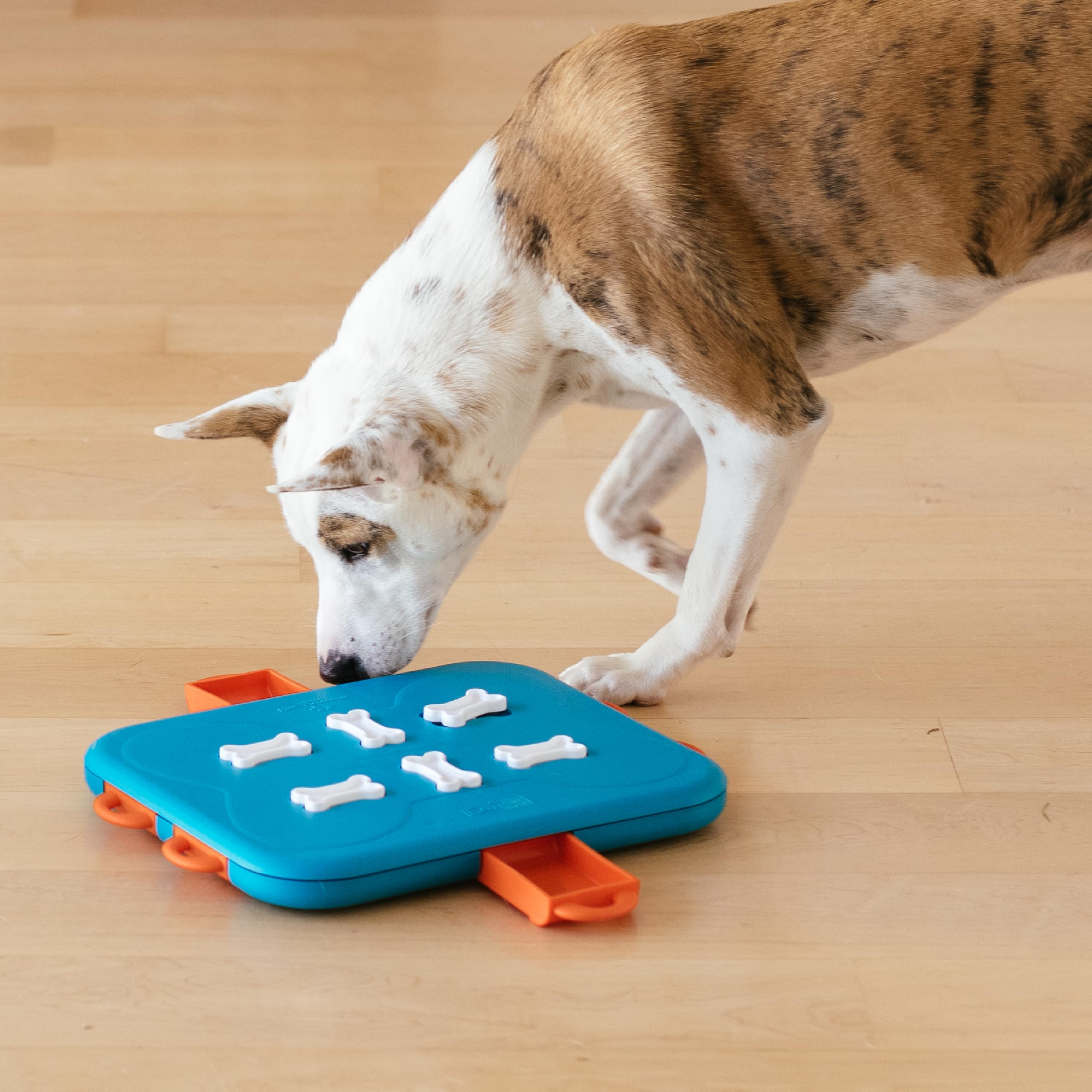 Outward Hound Nina Ottosson Dog Casino Interactive Treat Puzzle Toy - Level 3 Advanced | Medium Size | Plastic 8