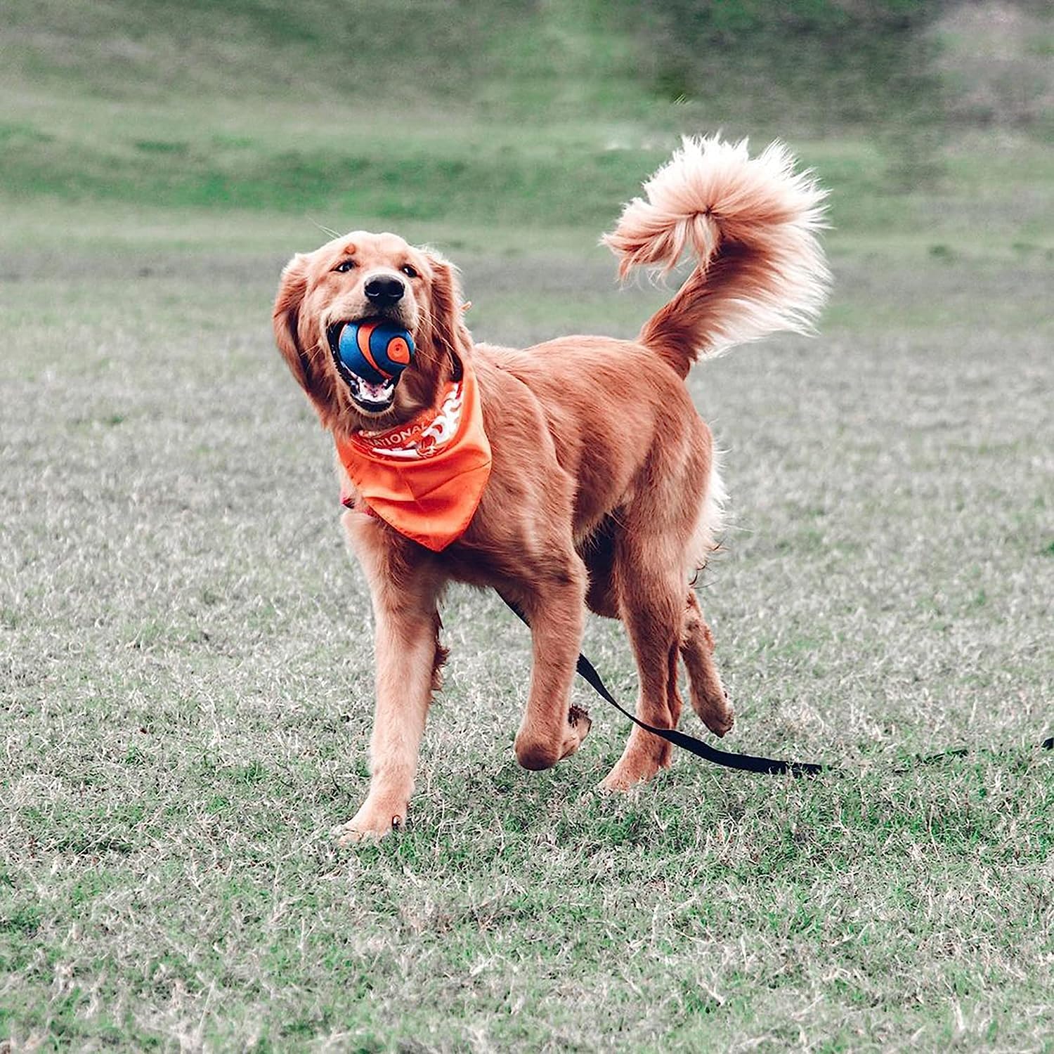 Chuckit! Ultra Squeaker Ball - Large Size, Durable Natural Rubber Fetch Toy | Floats 2