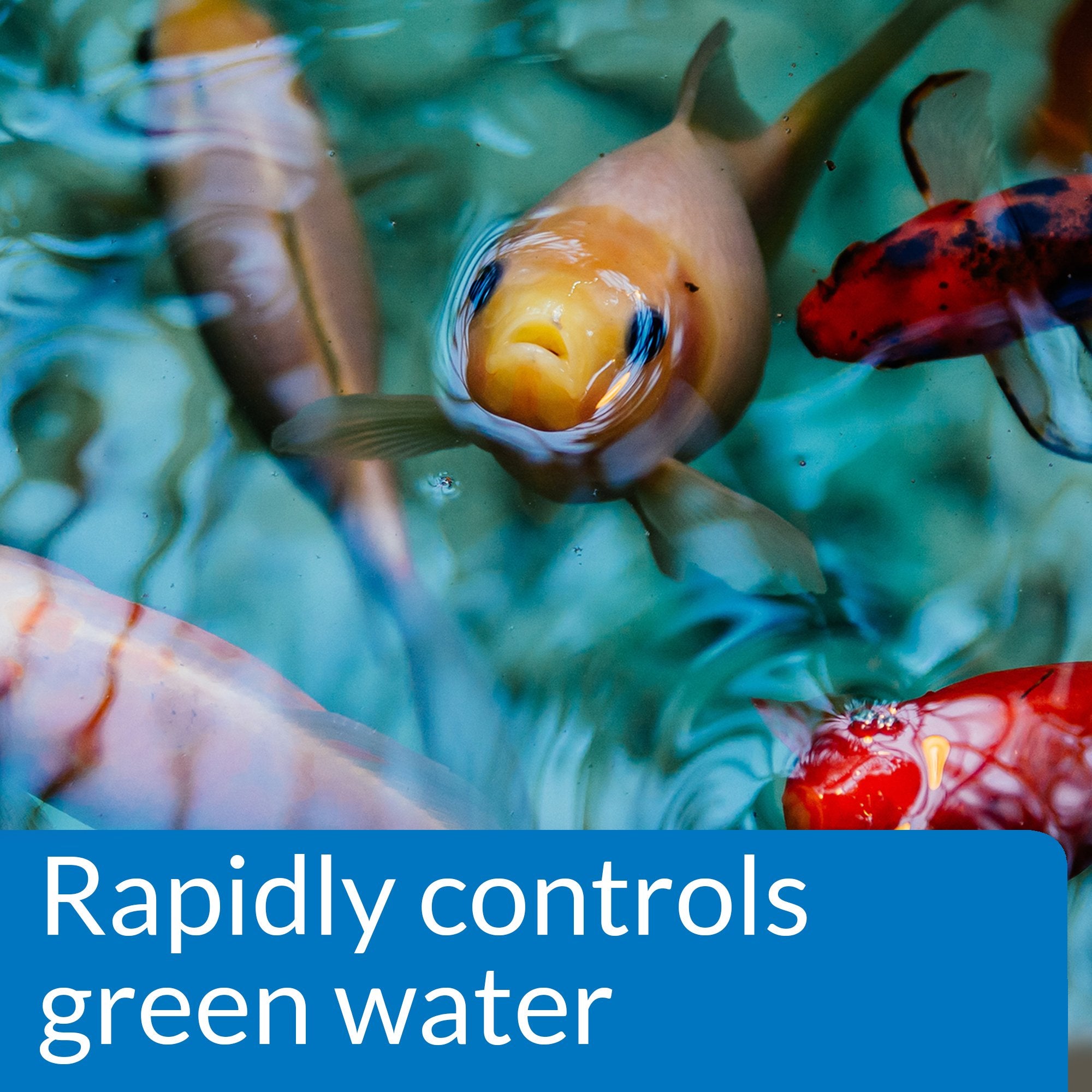 API Pond Algae Cure - Controls Green Water & Prevents Algae Growth | 237 ml Liquid