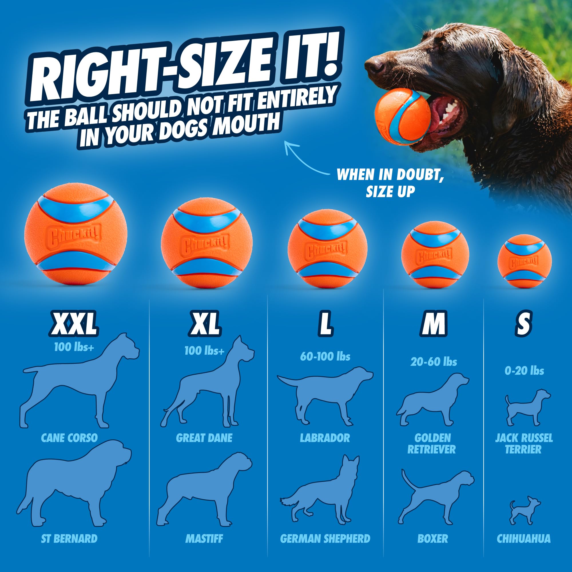 Chuckit! Ultra Ball - High Bounce Fetch Toy | 7 cm Diameter | Natural Rubber 4