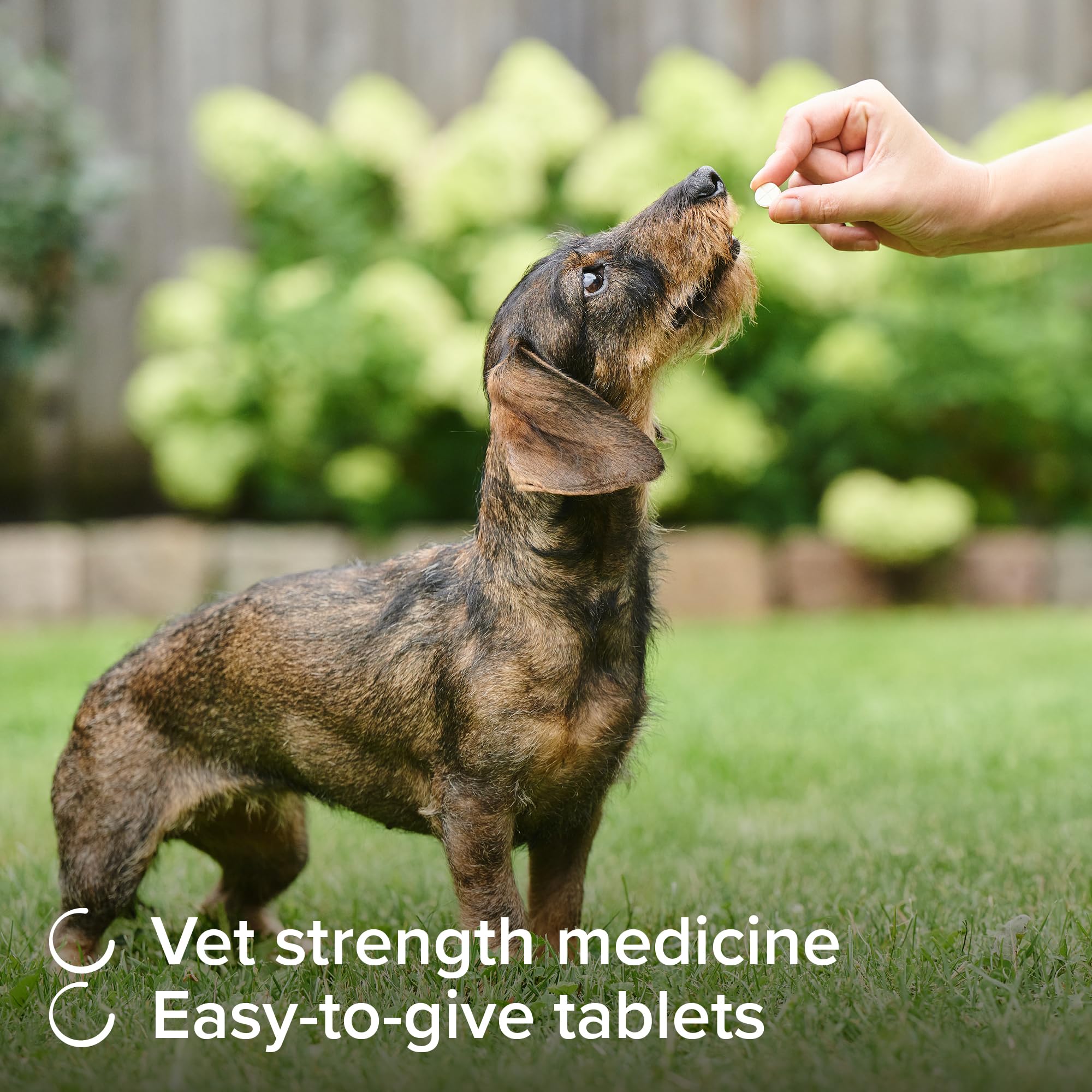 Beaphar One Dose Worming Tablets - For Small Dogs Up To 6kg | 3 Tablets 4