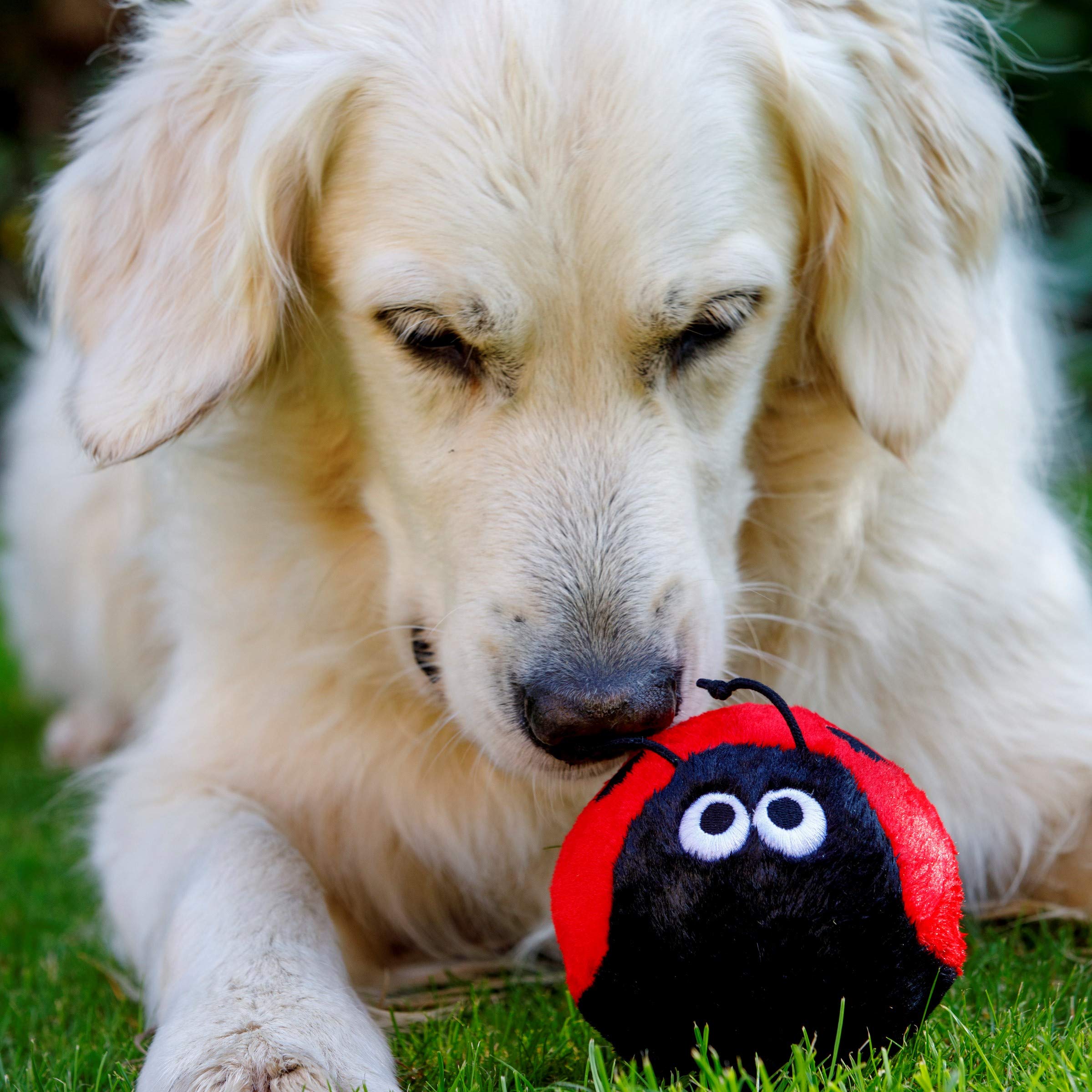 Petface Lindy The Ladybird Plush Dog Toy | Soft & Squeaky | Lightweight 6
