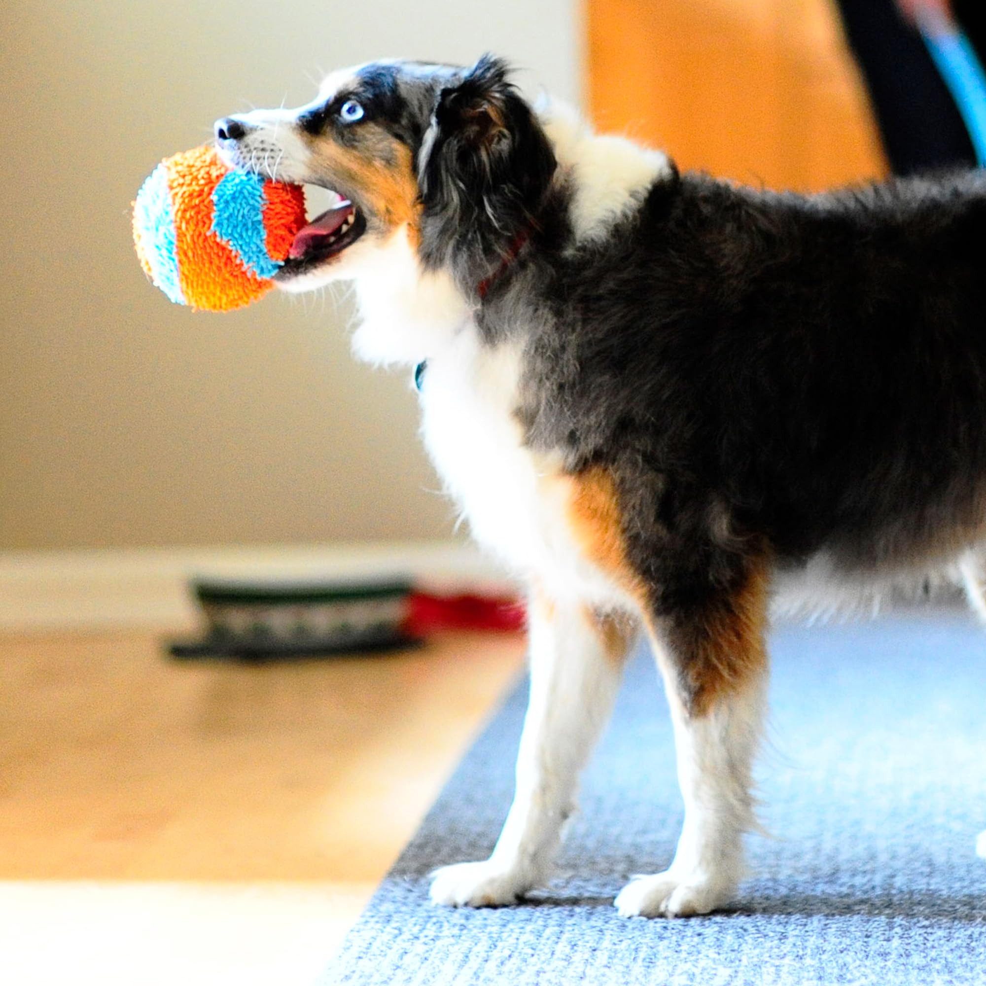 Chuckit! Indoor Ball - Durable Resilient Toy for Small Dogs | 12 cm Diameter 6