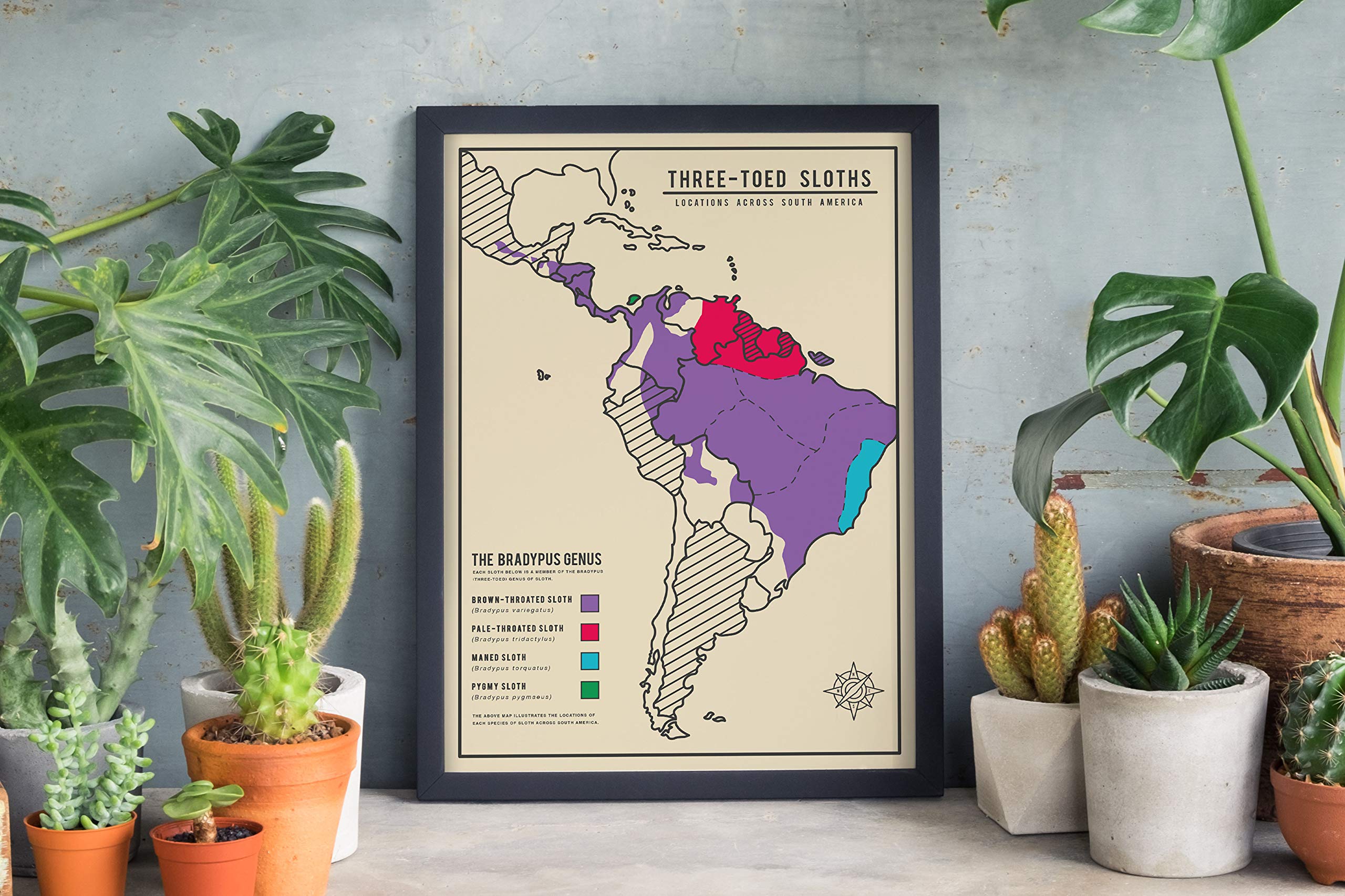 Gift Republic Adopt a Sloth Gift Box | 12-Month Adoption | Includes Poster & Certificate 4