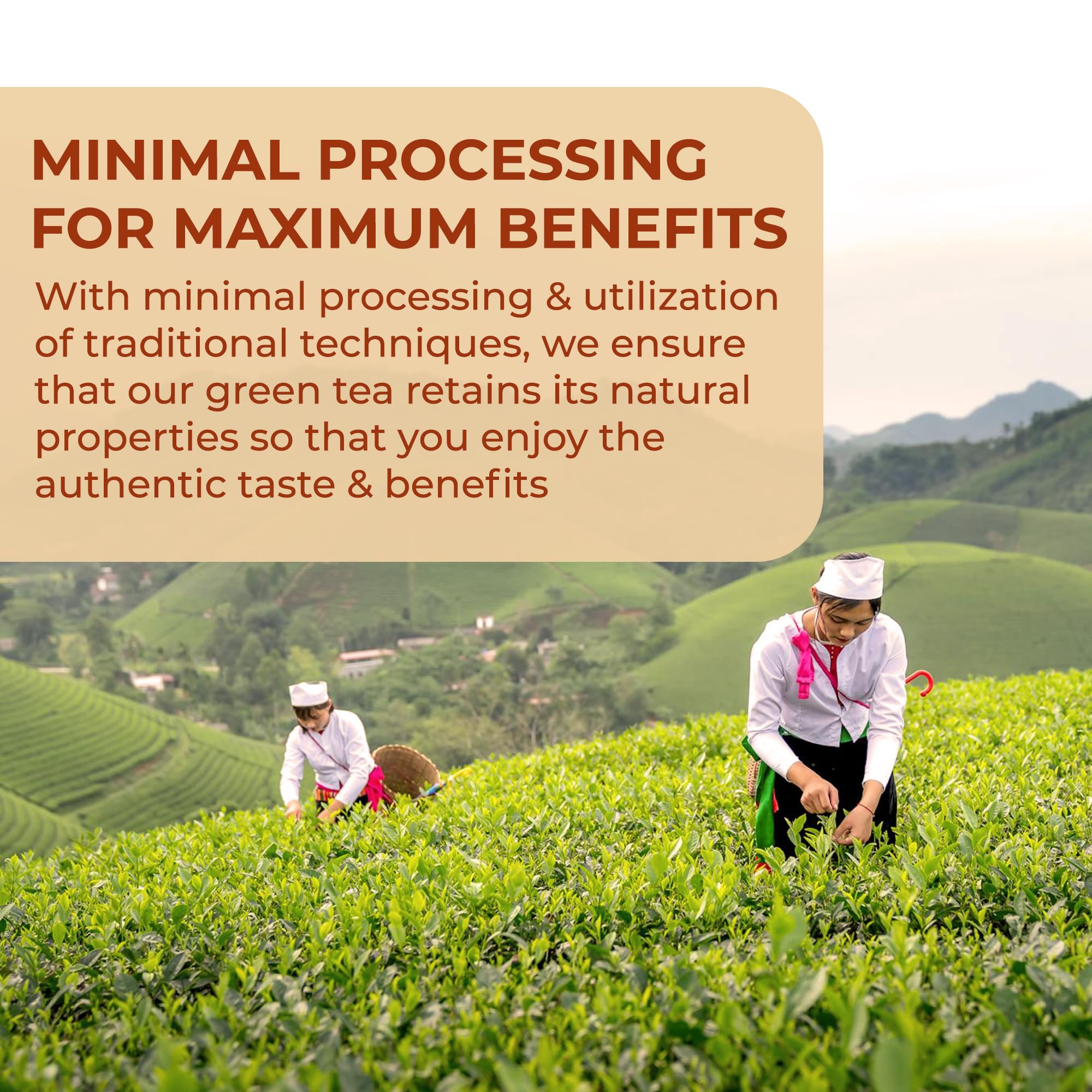 Double Dragon - China Oolong Tee 100% rein | 100 Teebeutel 3