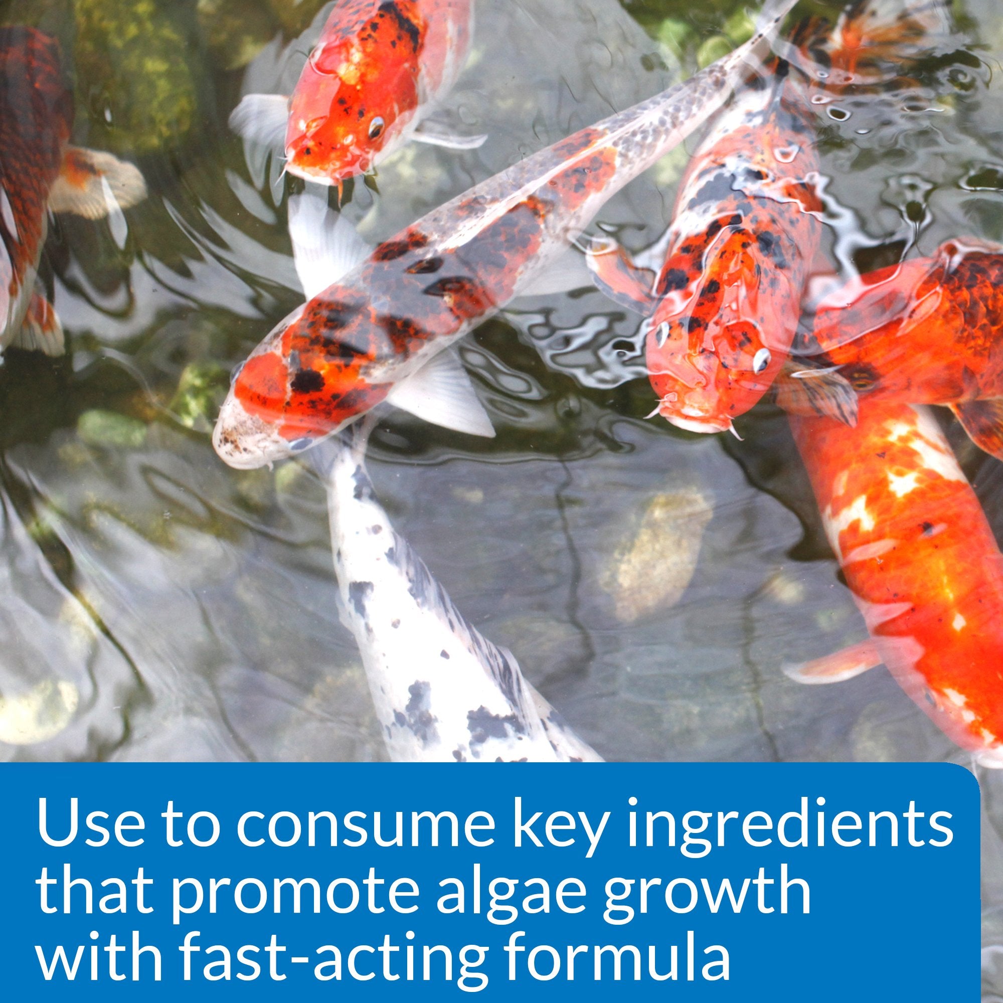 API Pond Algae Cure - Controls Green Water & Prevents Algae Growth | 237 ml Liquid 3