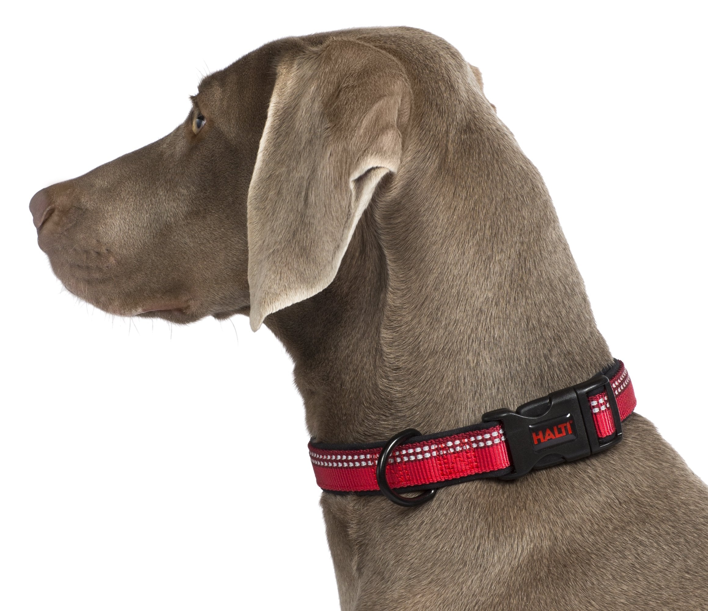 Halti Basic Collar - Medium Size, Black, Durable Nylon with Neoprene Lining | Reflective Strip 4