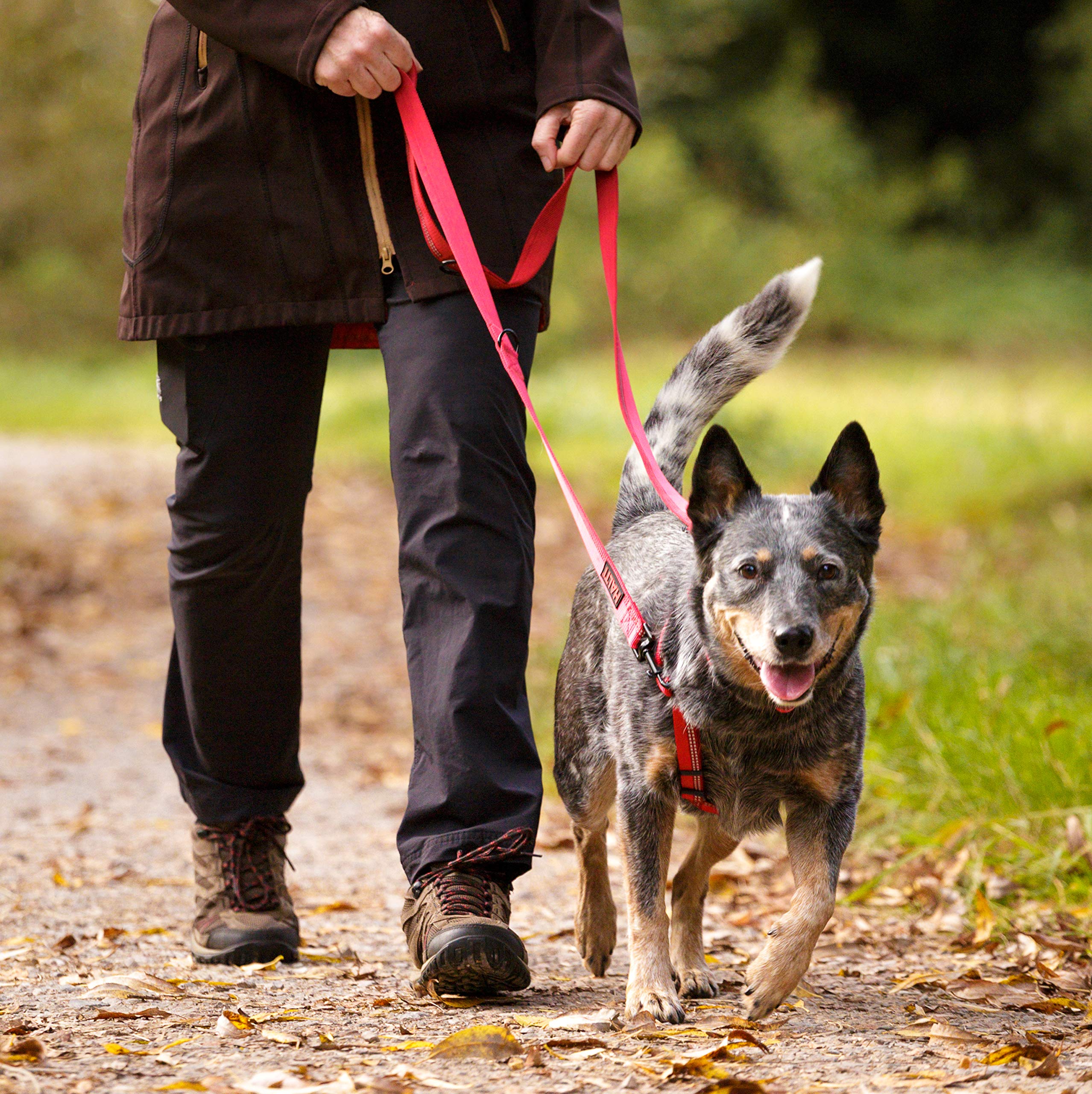 Halti Double-Ended Lead for Dogs - Large, Purple, 2m | Neoprene Padded, Hands-Free Capable 5