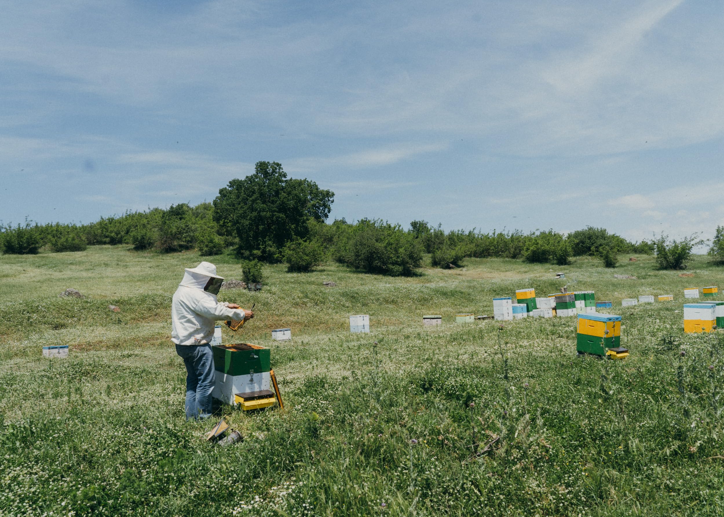 Odysea Wild Thyme and Fragrant Herb Raw Greek Honey, 480g 3