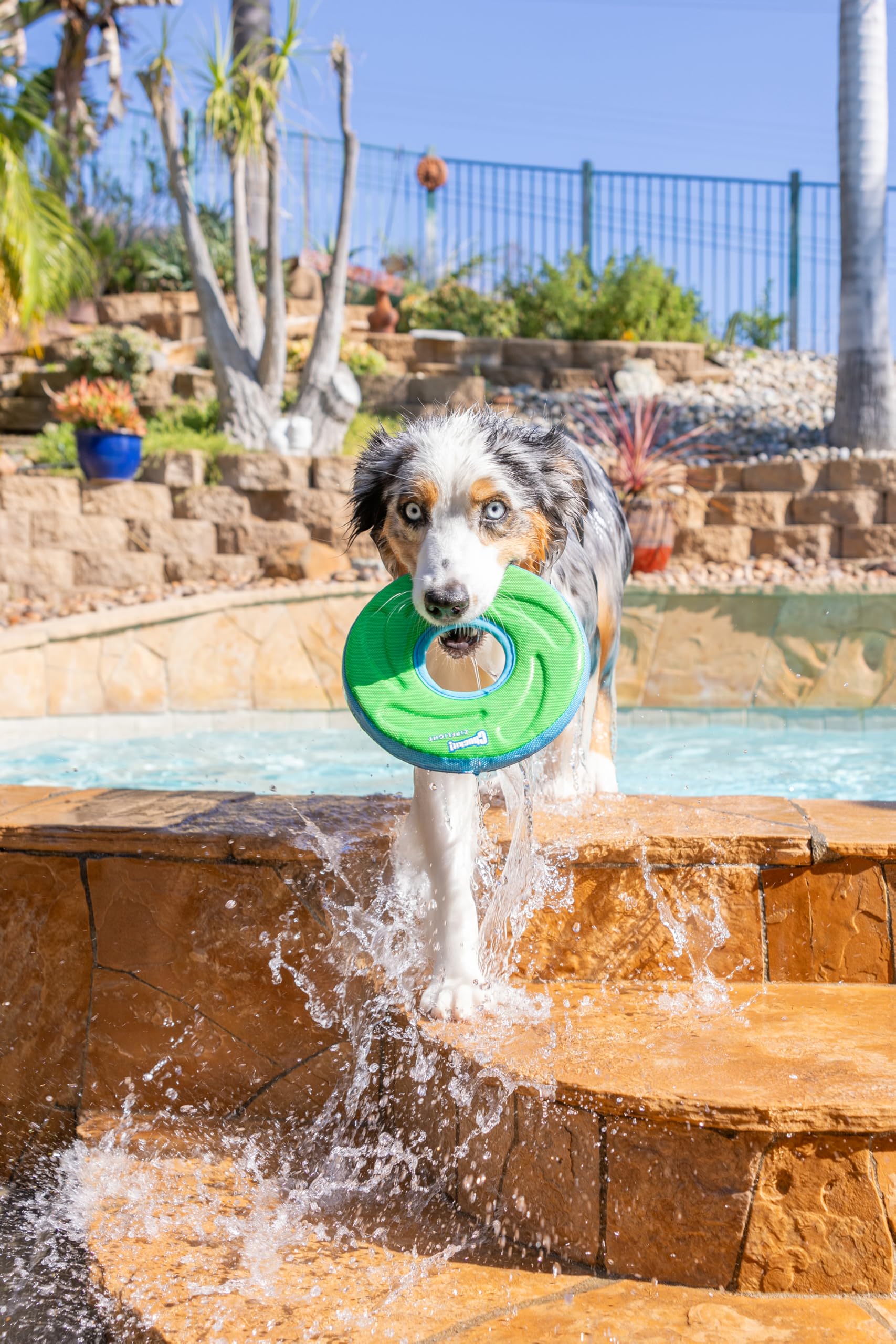 Chuckit! Zipflight Floating Frisbee Dog Toy, Medium, Assorted Colors