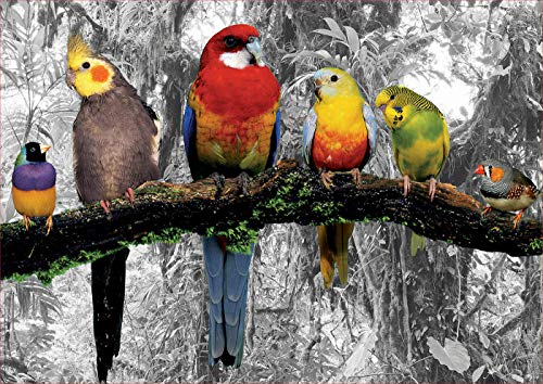 Educa Borras – Coloured B&W Series Puzzle 500 Pieces Birds in the Jungle (17984)
