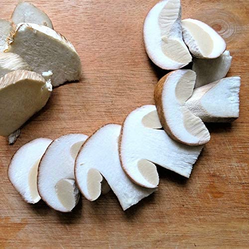 KitchenCraft Brosse à champignons en bois, bois de caoutchouc / nylon, 5,5 cm