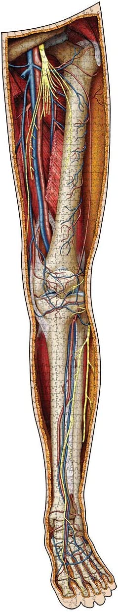 Dr. Livingstons Anatomy Jigsaw Buzzle: Band IV – Das menschliche linke Bein 