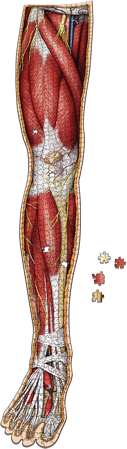 Dr. Livingstons Anatomie-Puzzle: Band IV – Das rechte Bein des Menschen 