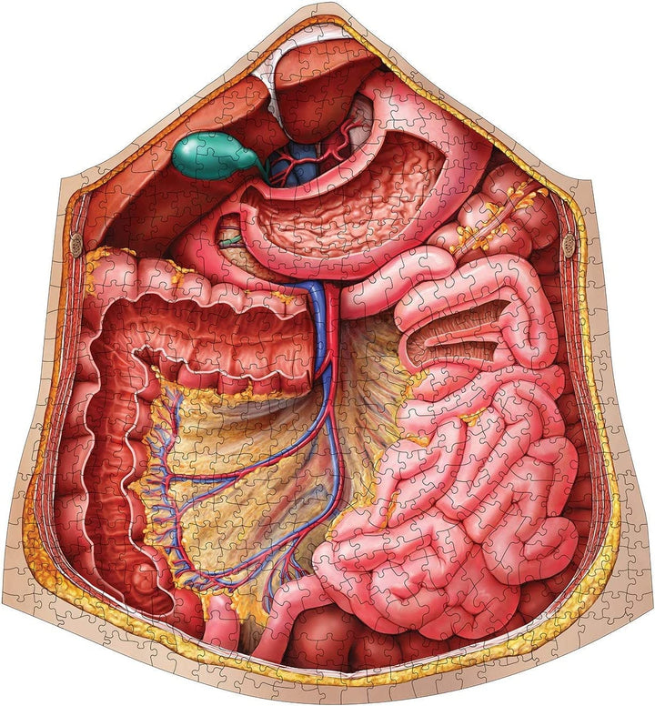 Dr. Livingstons menschliche Anatomie 500-teiliges Puzzle – pädagogisches Lernen