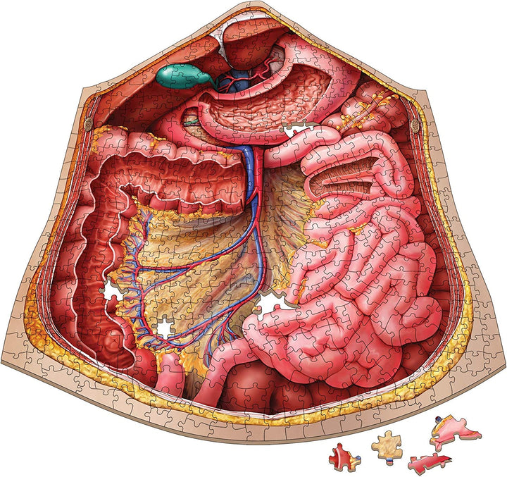 Dr. Livingstons menschliche Anatomie 500-teiliges Puzzle – pädagogisches Lernen