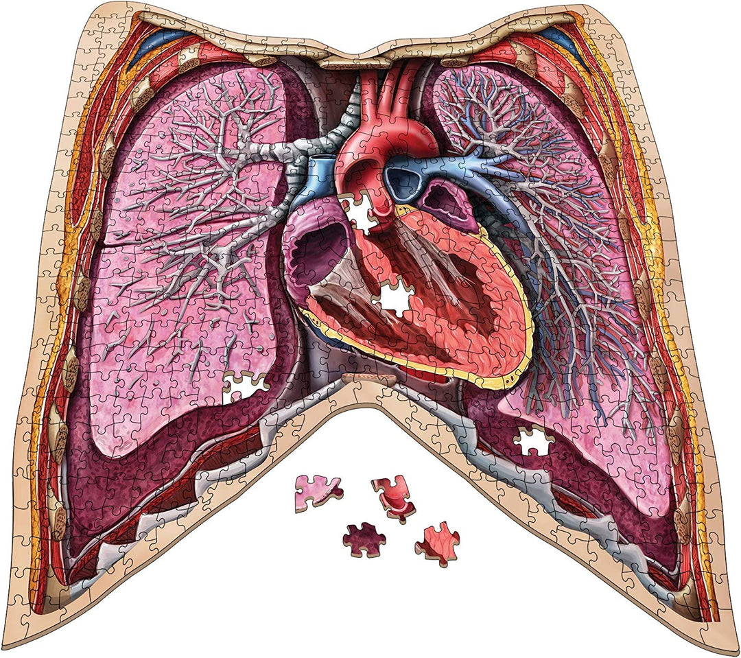 Dr. Livingstons menschliche Anatomie 500-teiliges Puzzle – pädagogisches Lernen